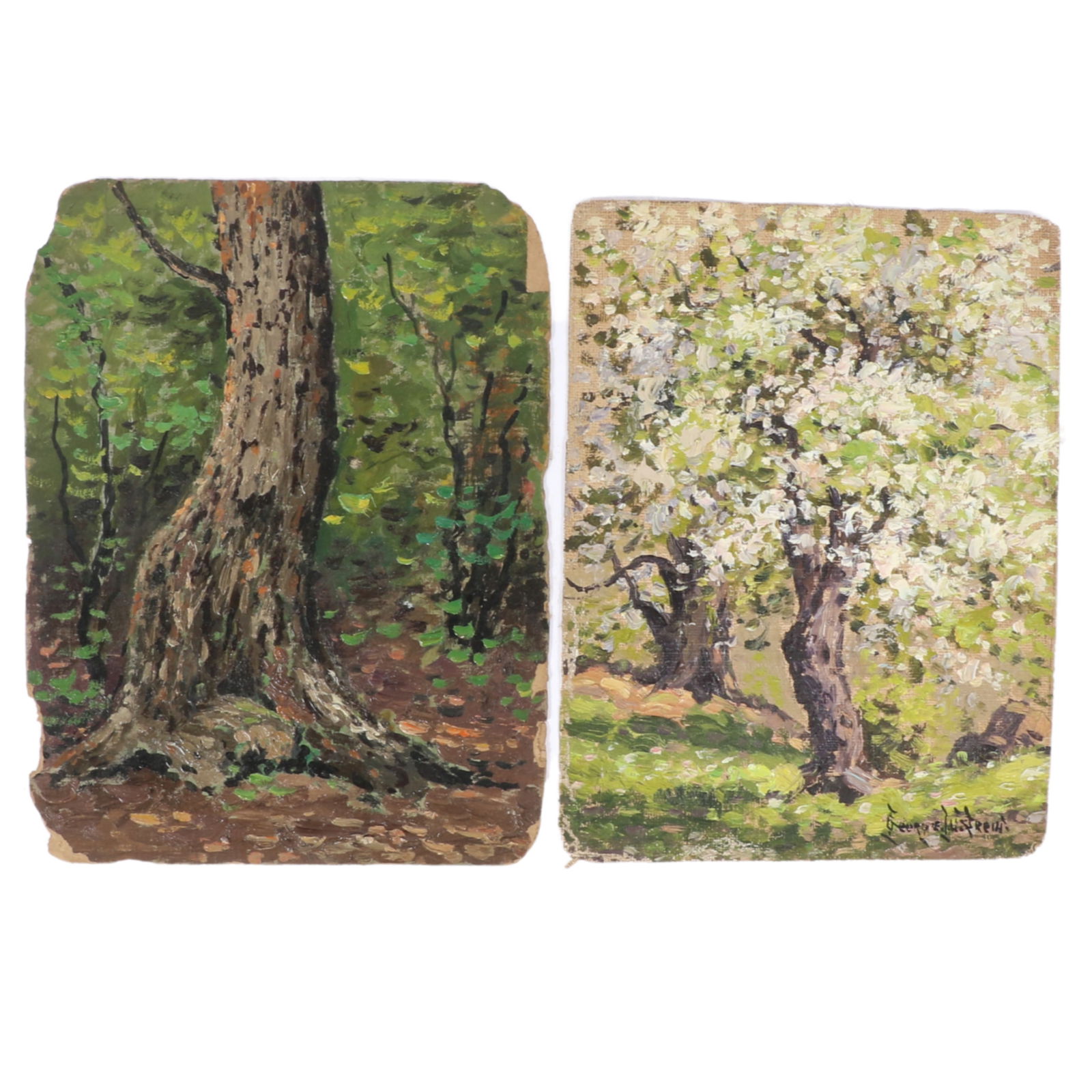 George W. Drew, New York (1875-1968), dogwood trees / tree trunk in forest, oil on canvas / oil on (1 of 8)