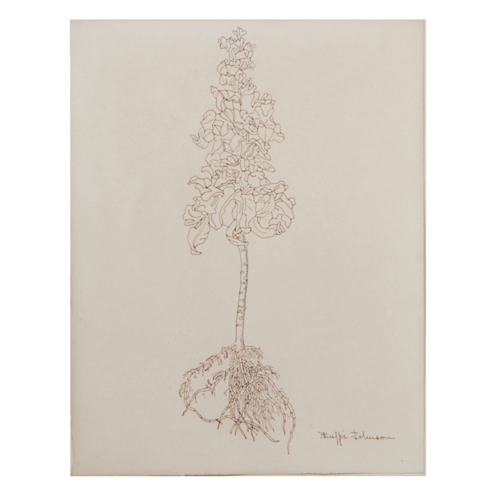 Buffie Johnson, American (1912-2006), botanical plant form, brown ink on paper, 14"H x 11"W (sheet),: Buffie Johnson American (1912-2006) botanical plant form brown ink on paper Signed lower right. Biography from Anita Shapolsky Gallery: Buffie Johnson's canvases are witness to her creative process fr