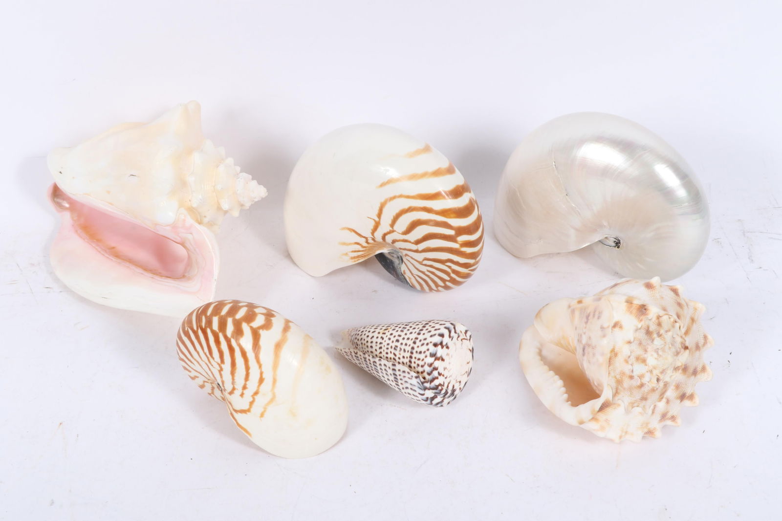 Collection of seashells: conch, nautilus, cone shell 5 1/2'H x 7' x 3 1/2'D (upper right shell) (1 of 16)