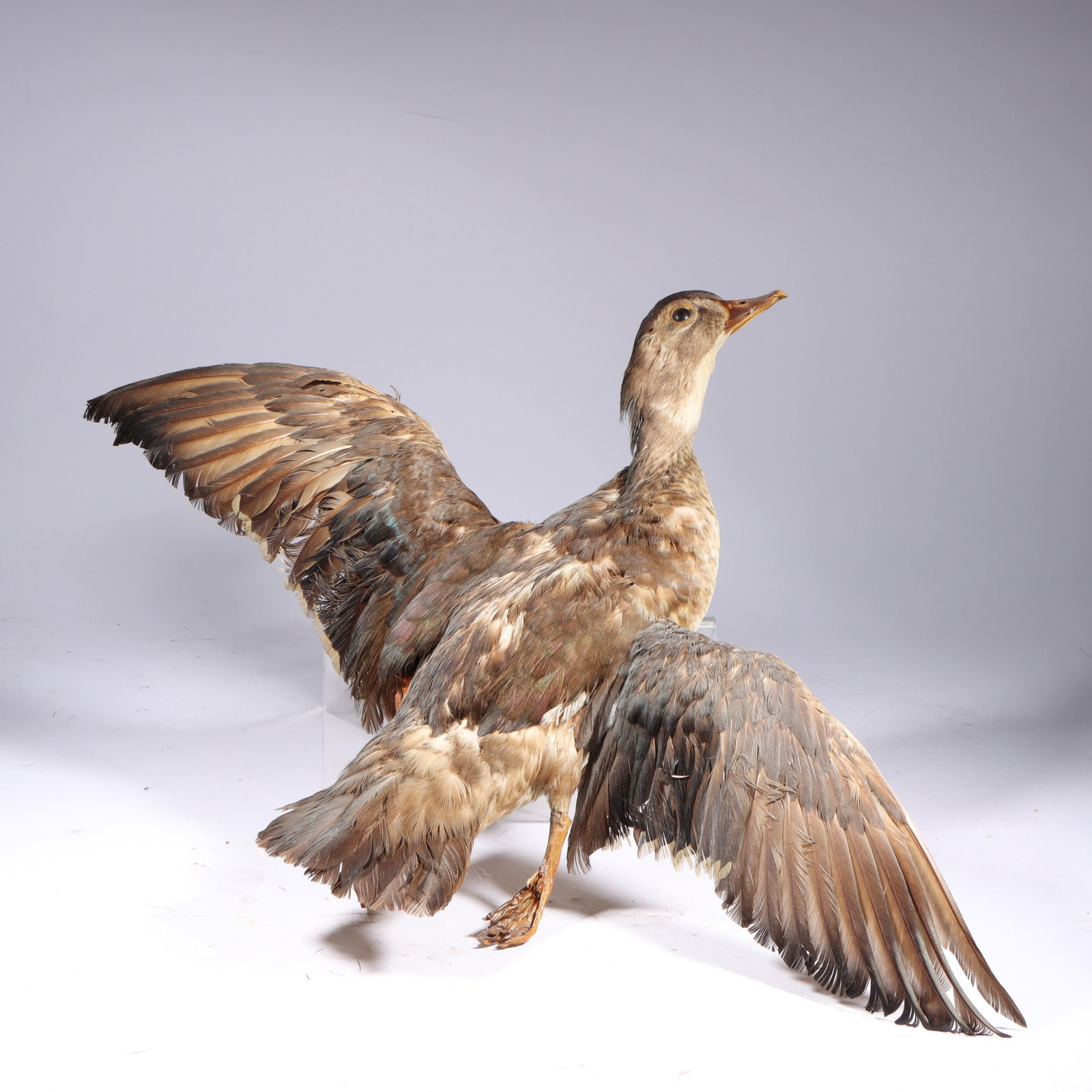 Taxidermy blonde duck wall mount modeled in flight 19"H x 25"W: Taxidermy blonde duck wall mount modeled in flight 19"H x 25"W