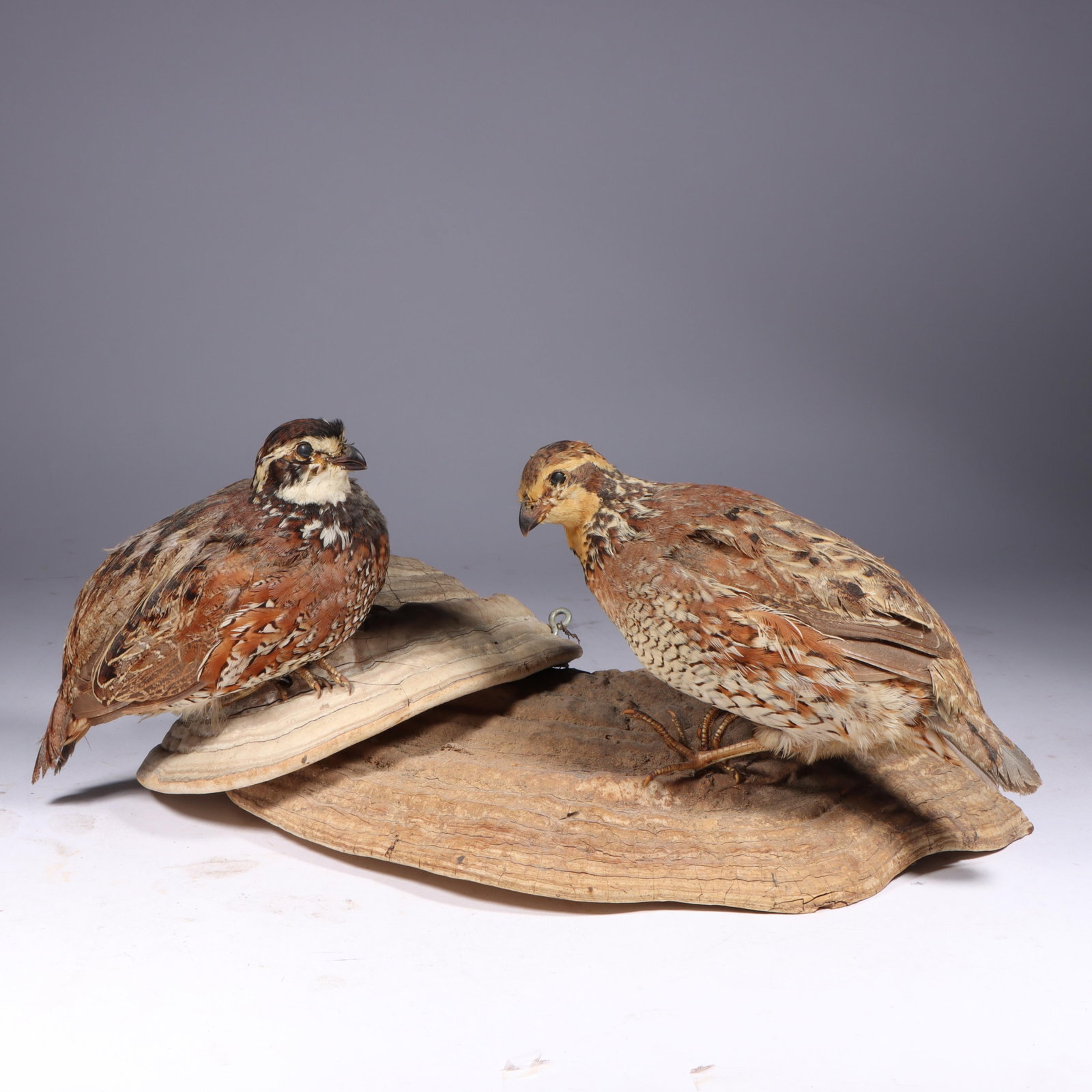 Taxidermy Bobwhite Quail wall mount on driftwood 6 1/4"H x 15"W: Taxidermy Bobwhite Quail wall mount on driftwood 6 1/4"H x 15"W