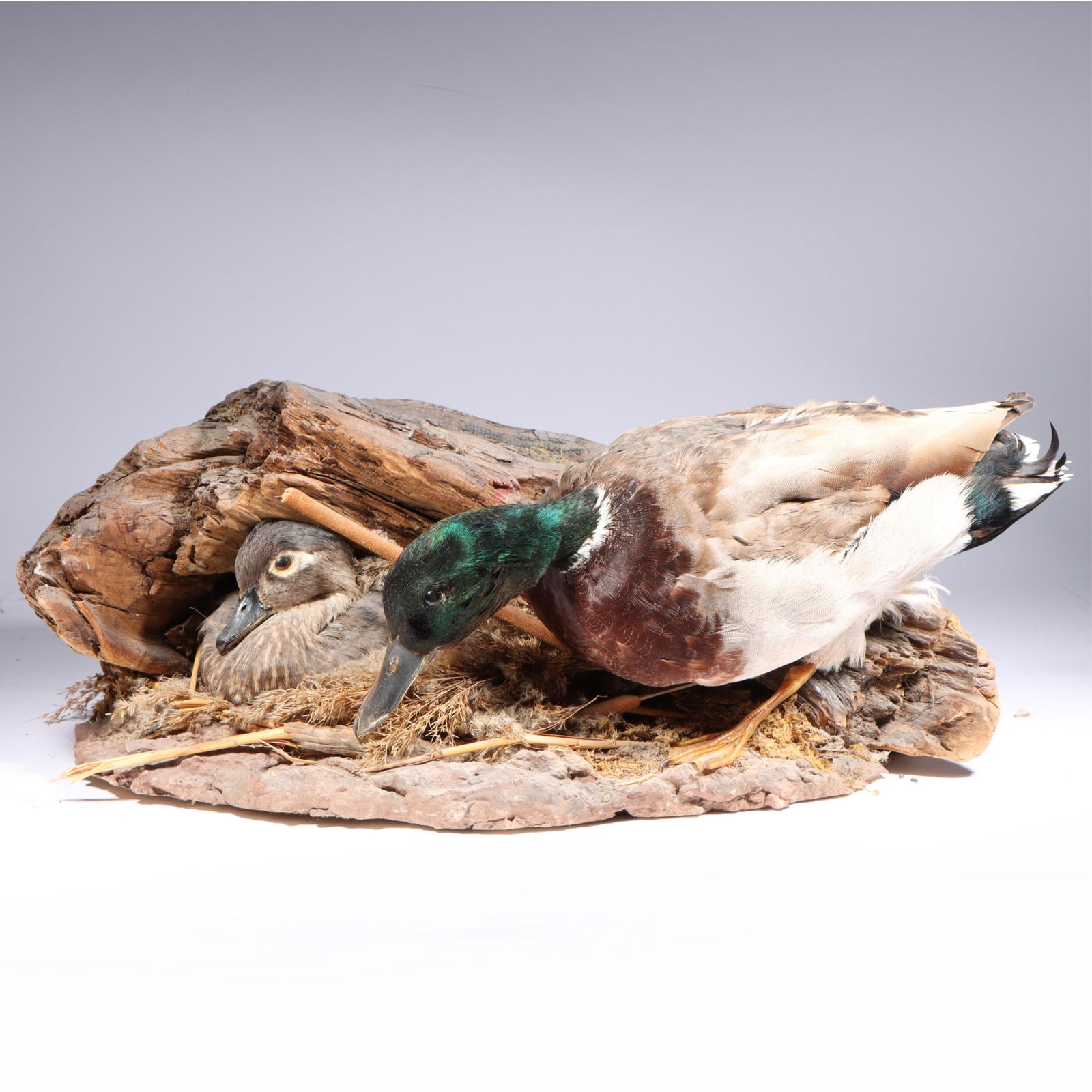Taxidermy female Wood duck and male Mallard duck mount on driftwood 7 1/2"H x 22 1/2"W: Taxidermy female Wood duck and male Mallard duck mount on driftwood 7 1/2"H x 22 1/2"W
