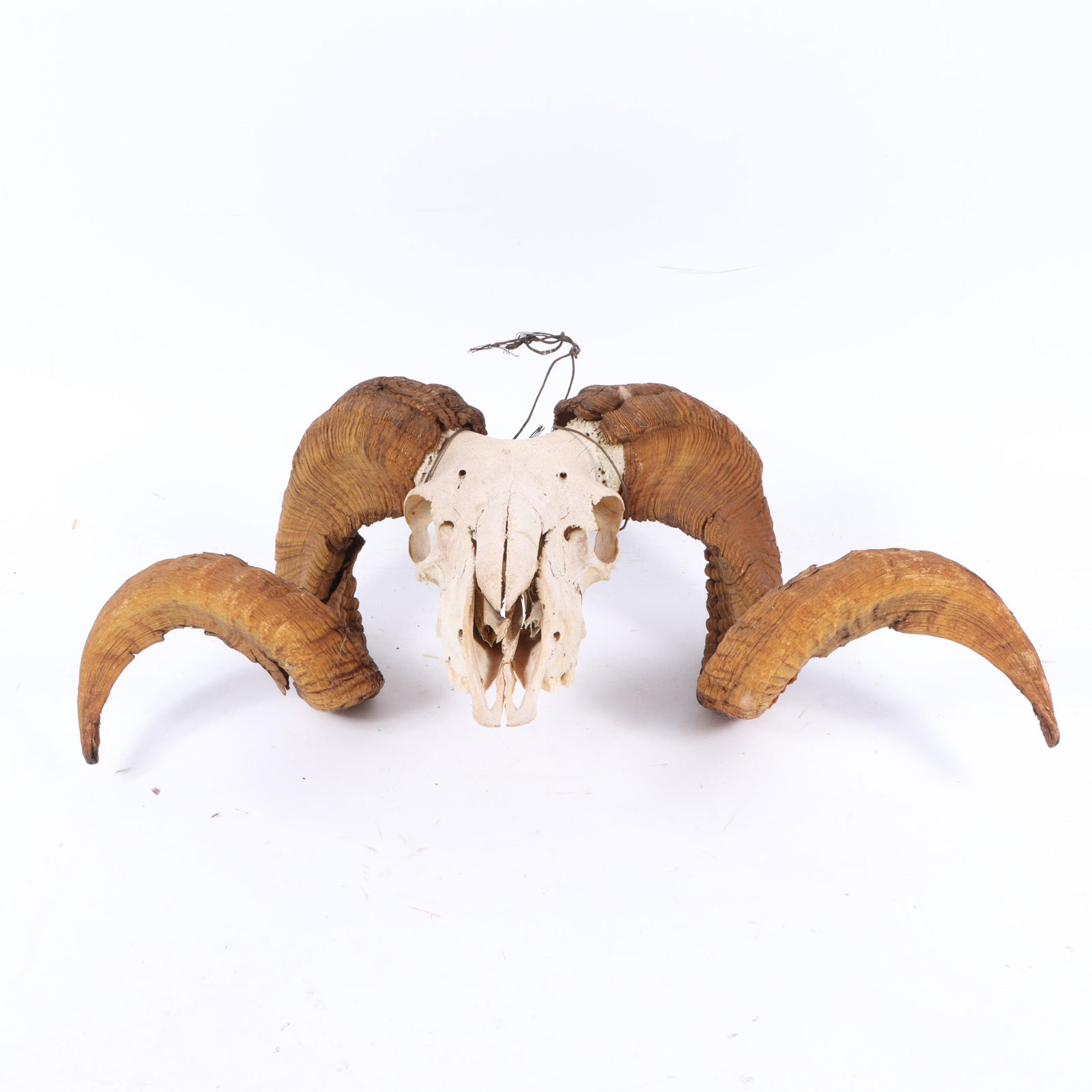 Ram skull with full-curl horns, likely from an Argali 9 1/2? H X 5? W (skull); 8? H X 23? W (horns) (1 of 12)