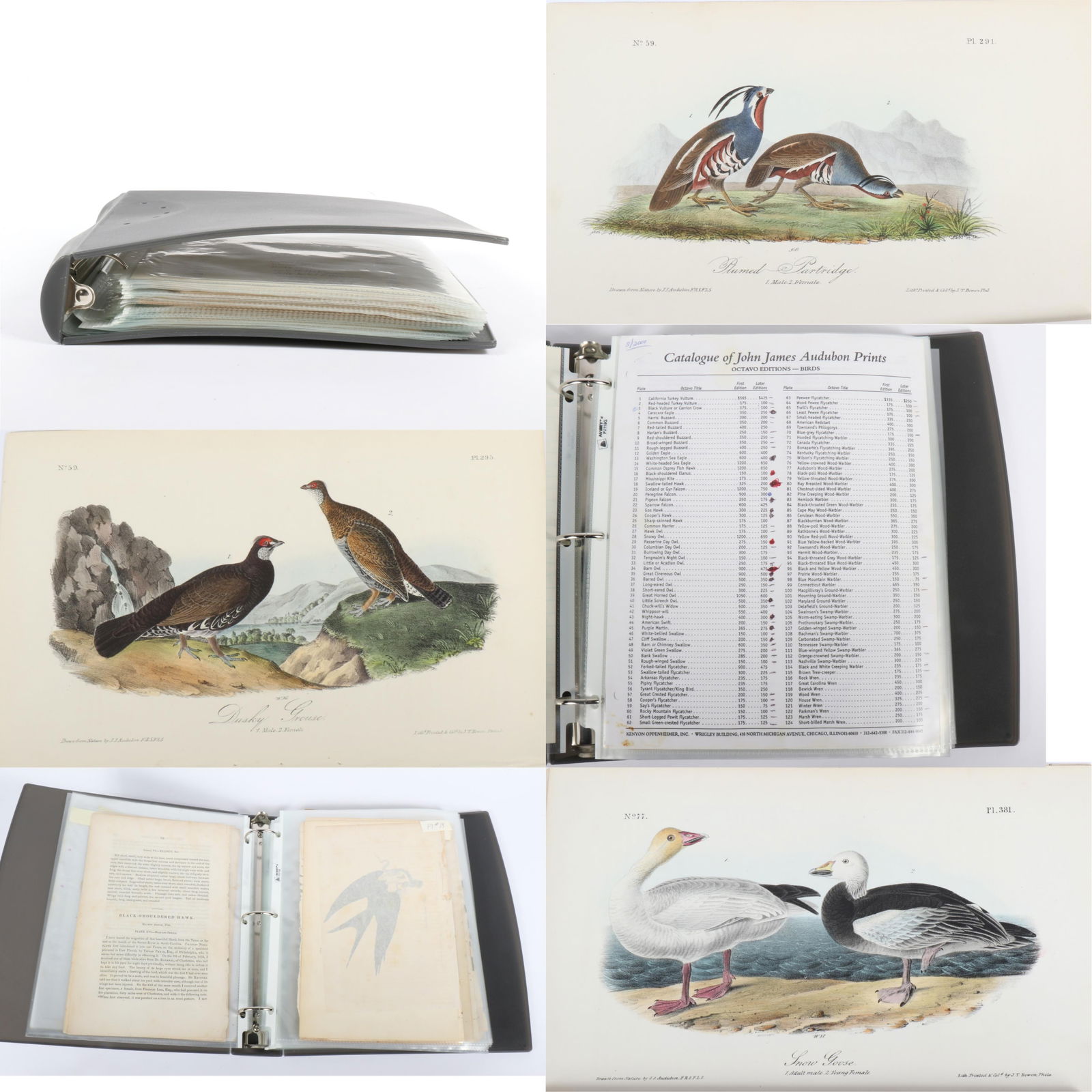 John James Audubon, 39 plates from the First Edition Octavo Imperial Edition of Birds of America (1 of 16)