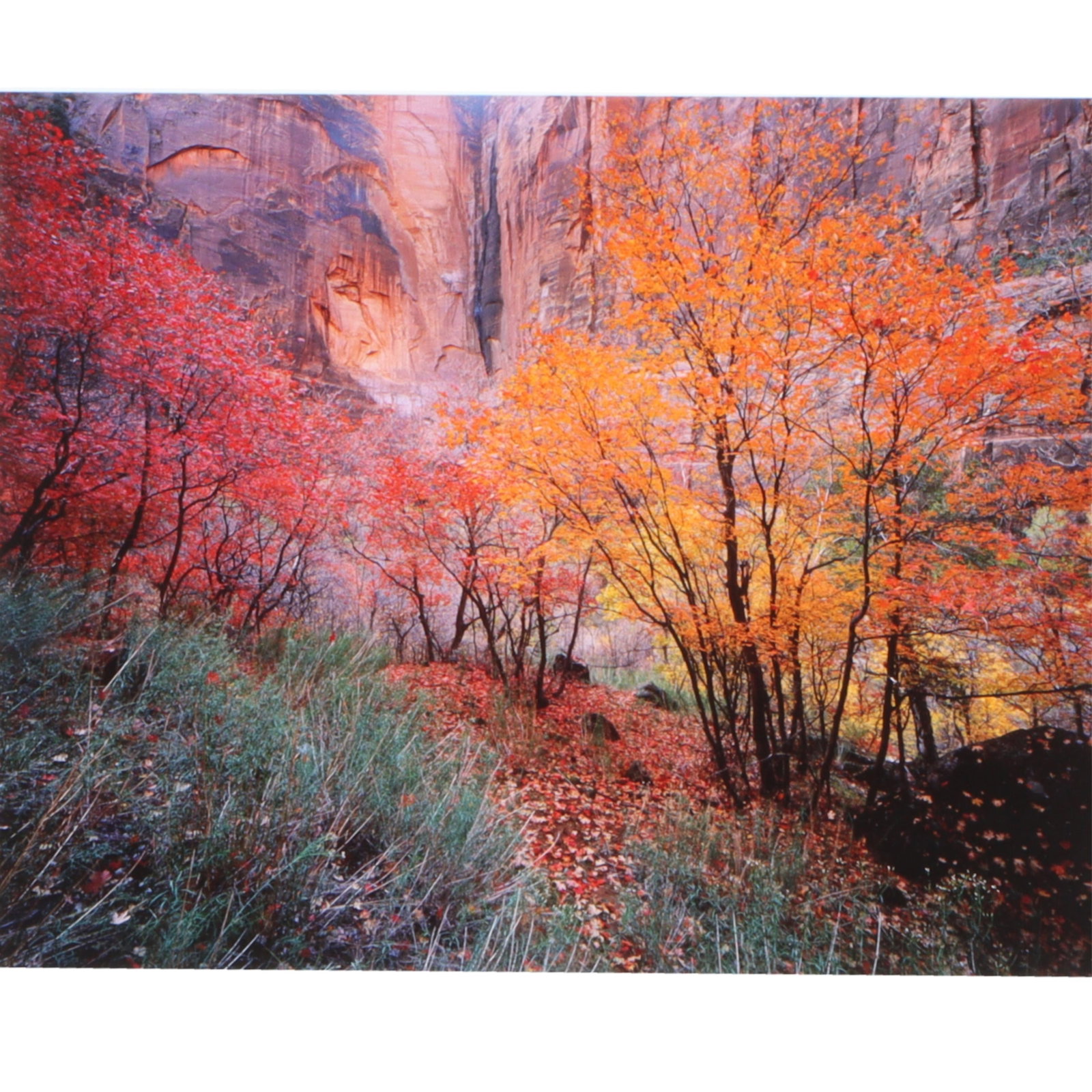 Michael Fatali, American (b. 1965), Autumn in Zion (Zion Canyon), 2002, cibachrome photograph, 11?H: Michael Fatali American (b. 1965) Autumn in Zion (Zion Canyon), 2002 cibachrome photograph Signed and numbered lower margin, print no. XVII. Includes certificate of authenticity. Artist Bio. From the 