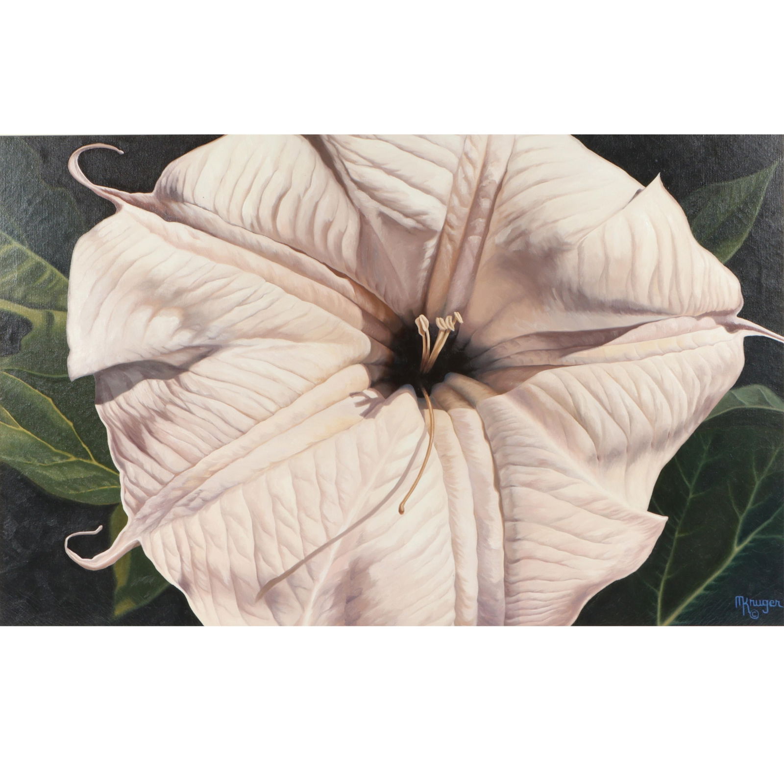 M. Kruger, Angels Trumpet, Datura Moonflower, oil on canvas, 27"H x 43"W(sight), 28 1/4"H x 44: M. Kruger Angels Trumpet, Datura Moonflower oil on canvas signed lower right. 27"H x 43"W(sight), 28 1/4"H x 44 1/4"W(frame)