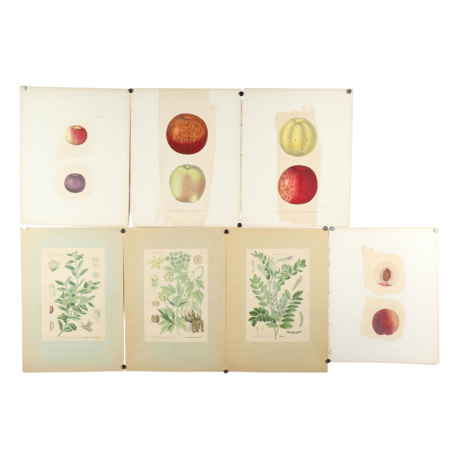 Seven antique 19th century botanical prints: Common Boxwood, Licorice plant, Lovage plant, Belle (1 of 17)