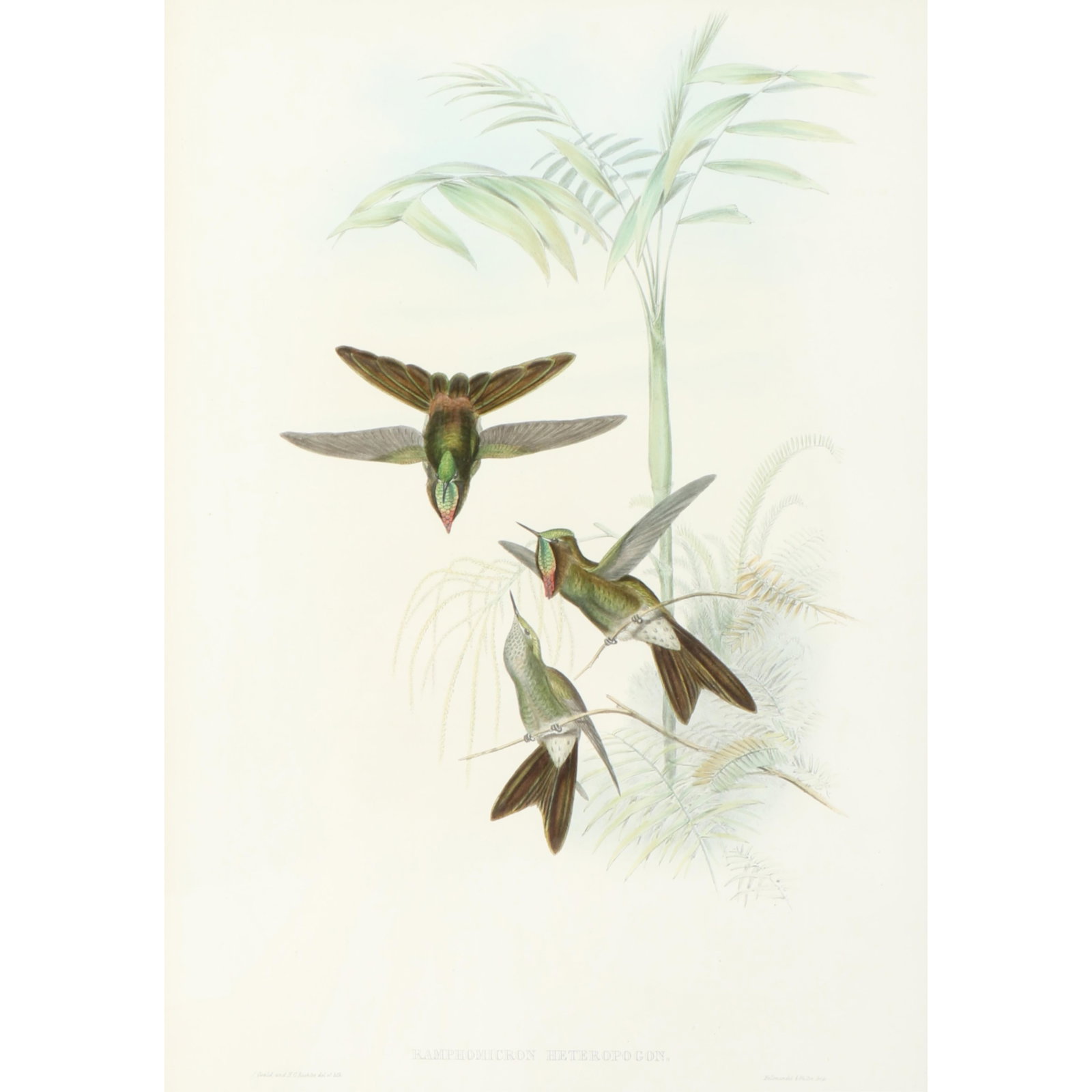 John Gould and H.C. Richter ornithological hand-colored lithograph, Columbian Thorn-bill (1 of 6)