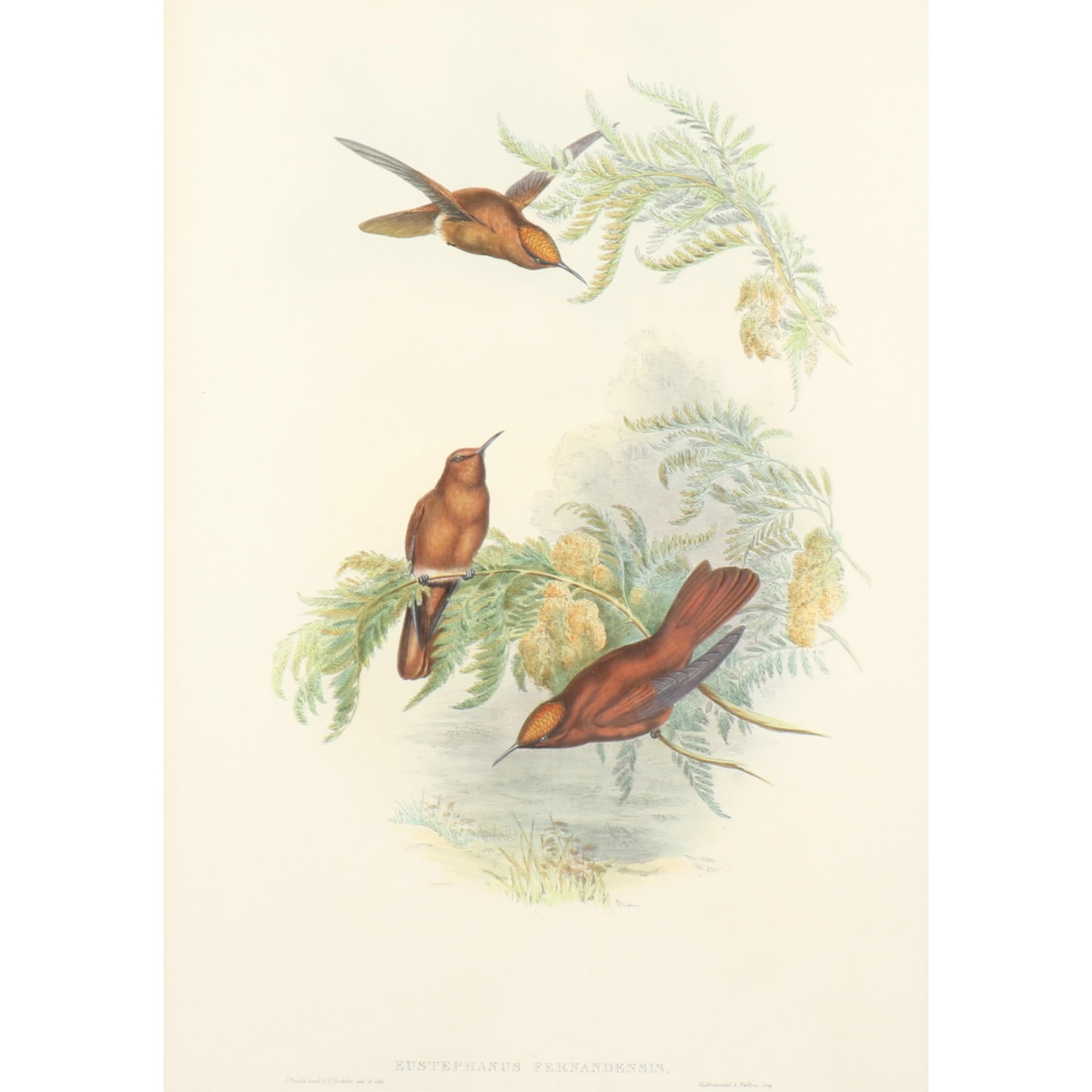 John Gould and H.C. Richter ornithological hand-colored lithograph, Cinnamon Fire Crown (Eustephanus: John Gould and H.C. Richter ornithological hand-colored lithograph, Cinnamon Fire Crown (Eustephanus Fernandensis) from Gould's "A Monograph of the Trochilidae, or Family of Hummingbirds", plate 267, 