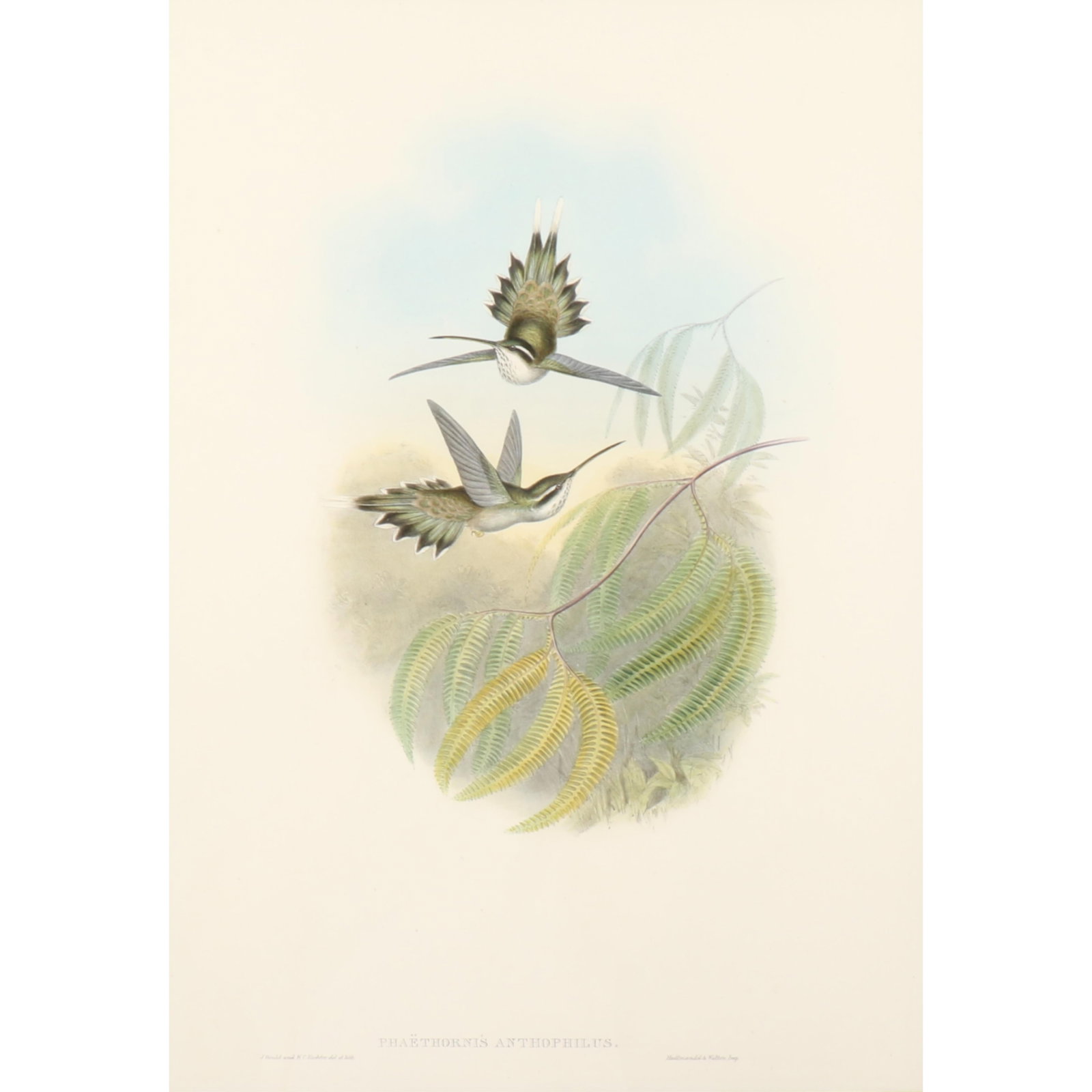 John Gould and H.C. Richter ornithological hand-colored lithograph, Pallid Hermit (Phaethornis (1 of 6)