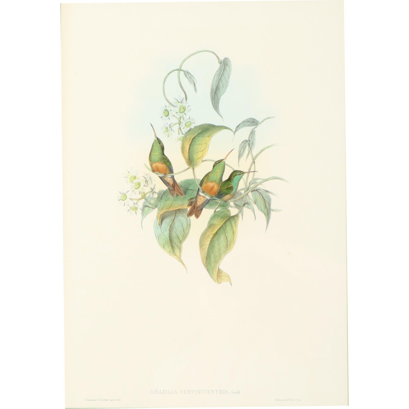 John Gould and H.C. Richter ornithological hand-colored lithograph, Fawn-breasted Amazilia (Amazilia (1 of 6)
