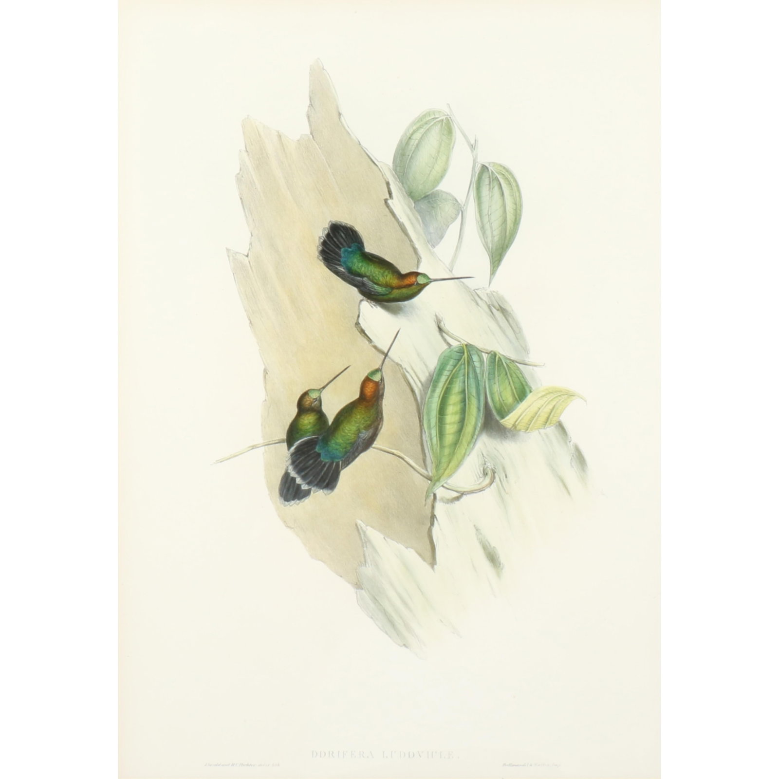 John Gould and H.C. Richter ornithological hand-colored lithograph, Green-fronted Lance-Bill (1 of 7)