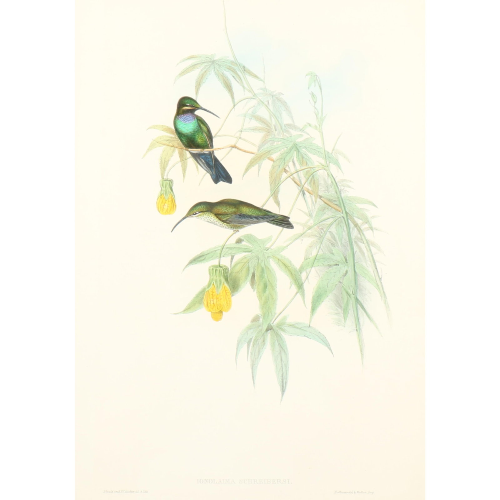 John Gould and H.C. Richter ornithological hand-colored lithograph, Schreiber's hummingbird (1 of 6)