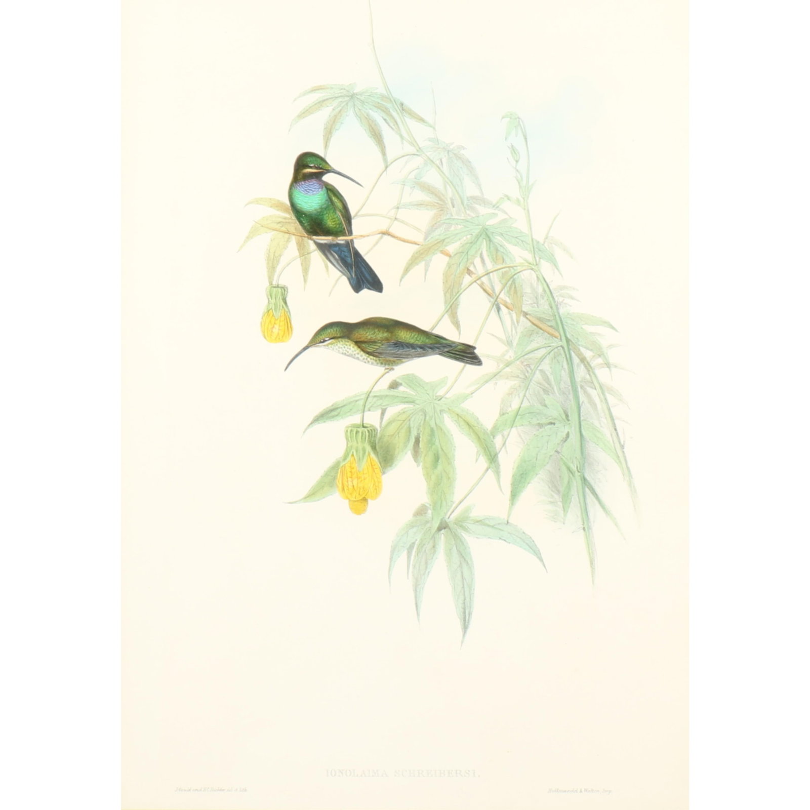 John Gould and H.C. Richter ornithological hand-colored lithograph, Schreiber's hummingbird (1 of 6)