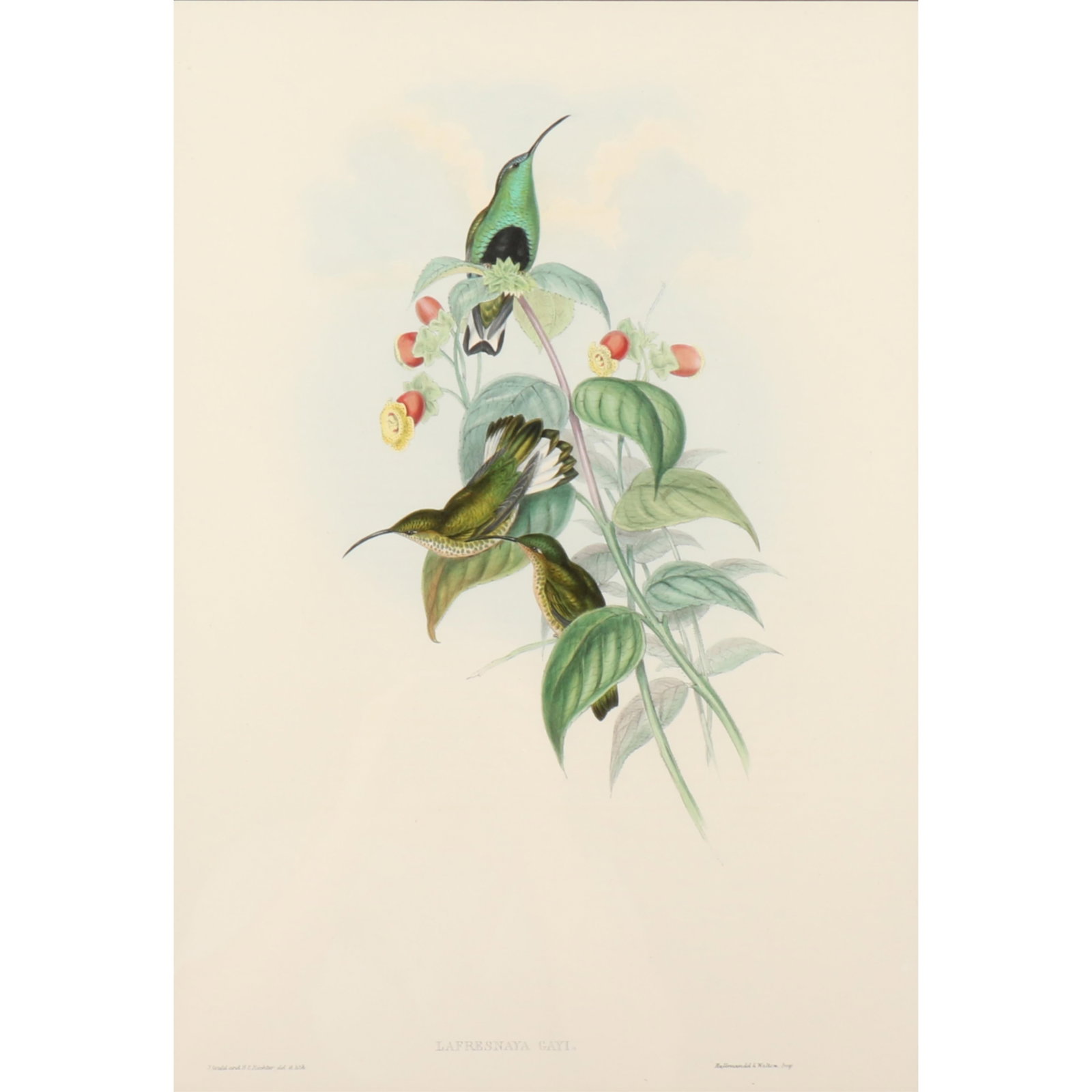 John Gould and H.C. Richter ornithological hand-colored lithograph, Buff-tailed Velvet-breast (1 of 6)