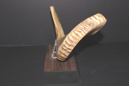 JUDAICA LARGE SHOFAR ( RAMS HORN)