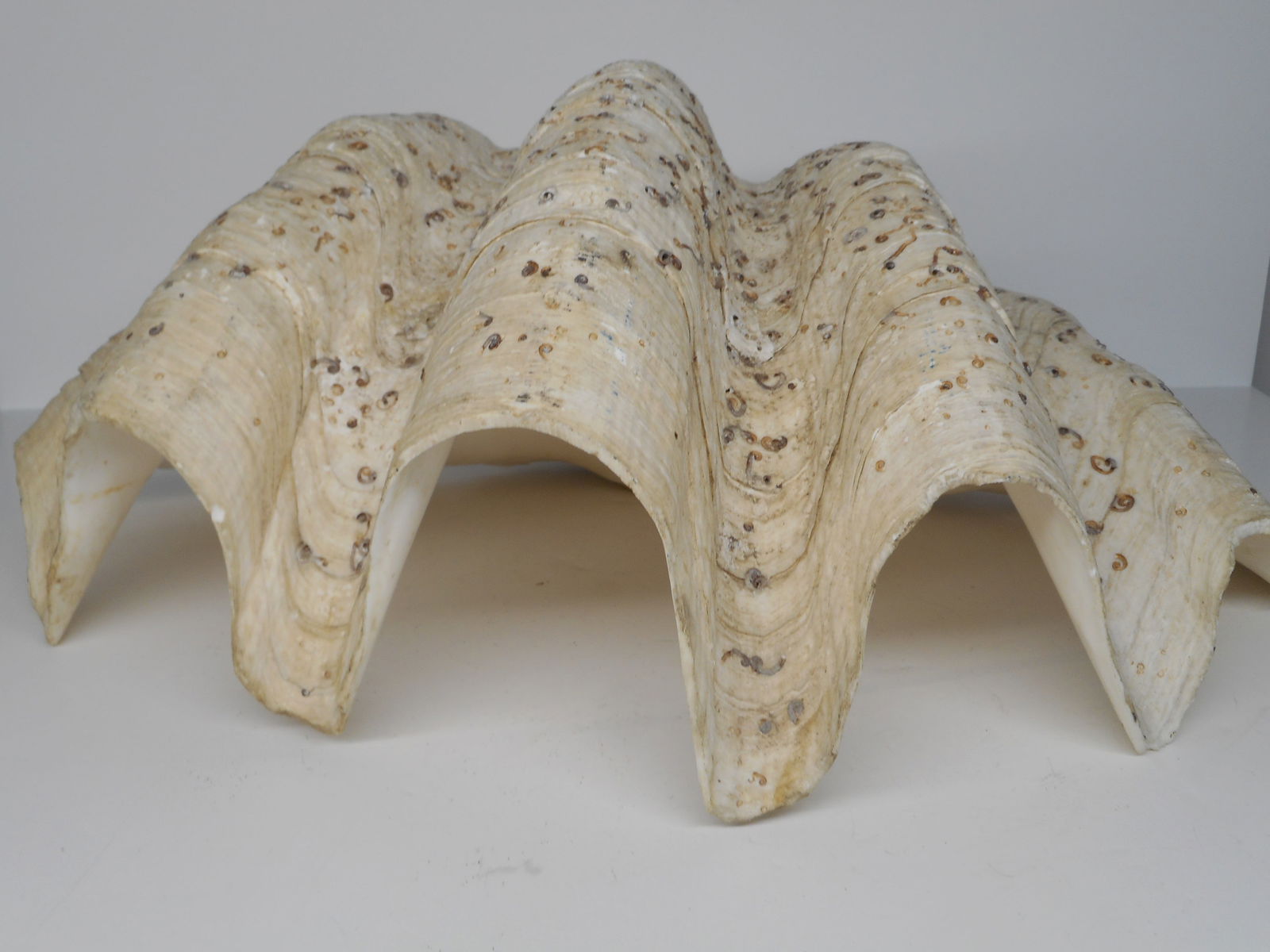 Natural South Pacific Ocean Giant Clam Shell, Display, Home Decor, Large Aquarium Or Terrarium Hide (1 of 7)