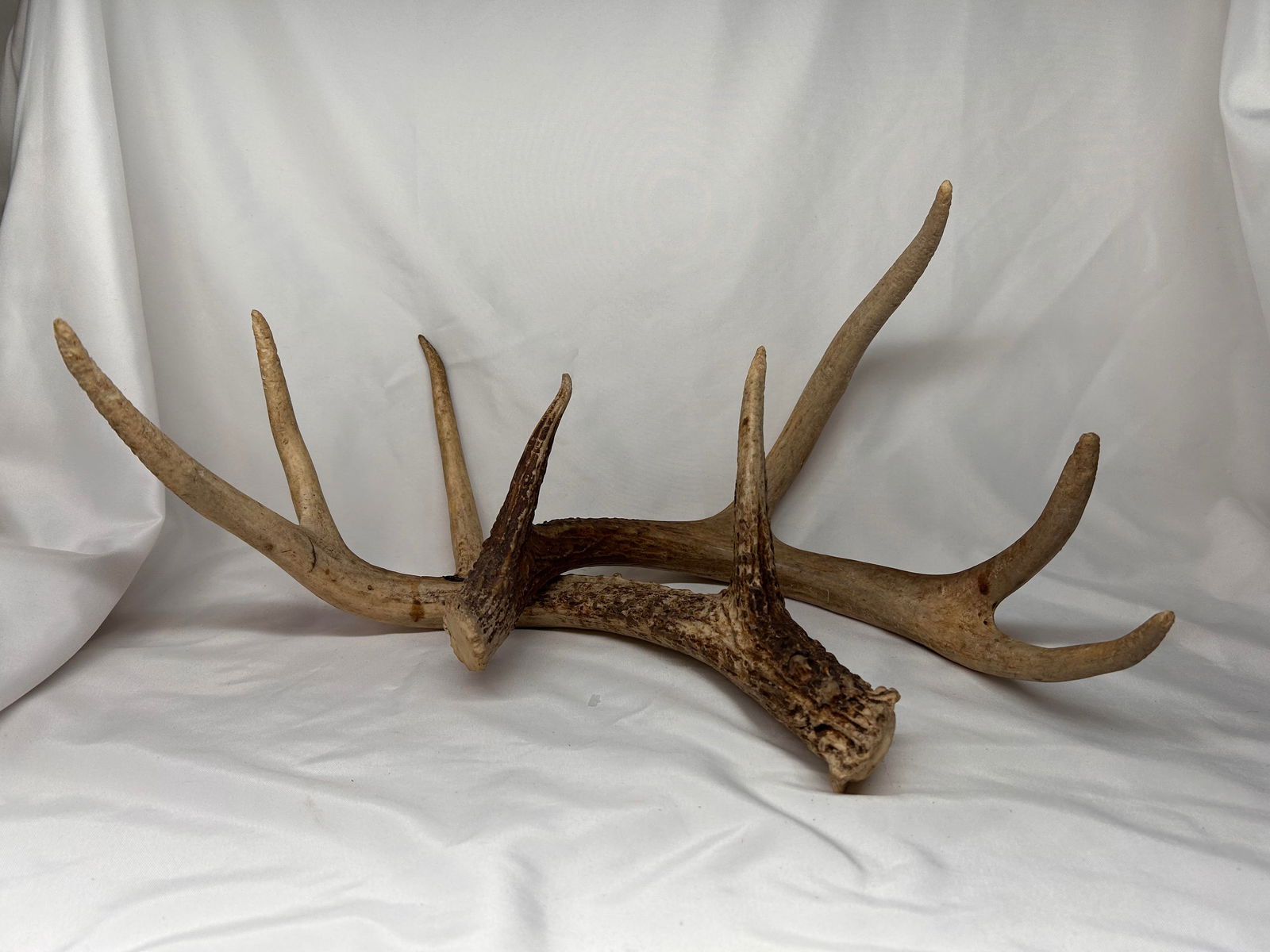 Pair of Deer Antlers, 4 points, No Mount, Ruler in Photos is 18" (1 of 3)