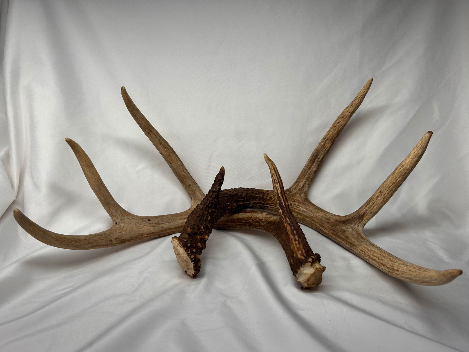 4-Point Deer Antlers, Approx 11-12"  Spread, No Mount (1 of 3)
