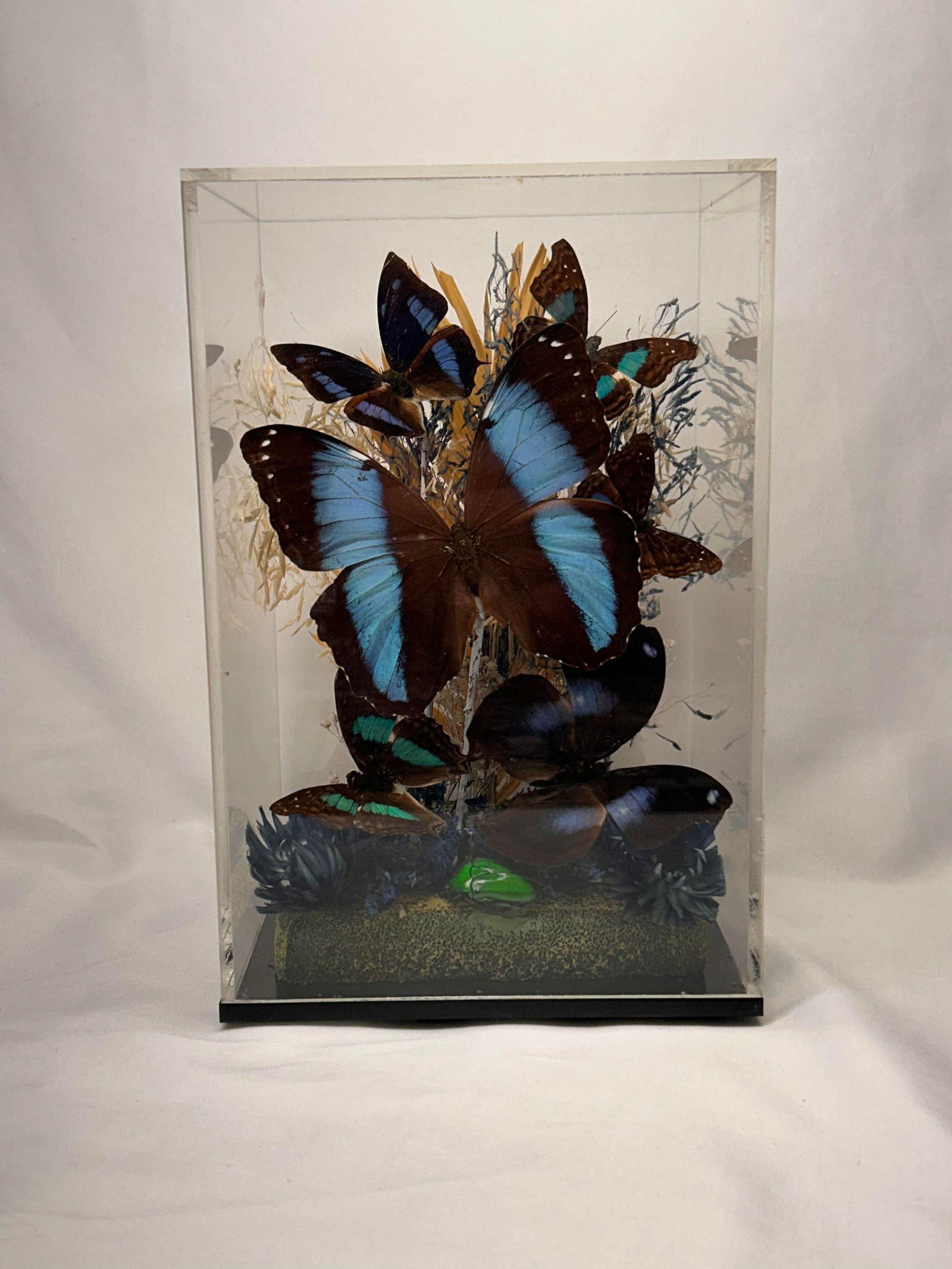 Signed and Numbered Paul Grant, Morpho Butterfly Diorama in Acrylic Case, 9" tall: Bidding on this item will be indication that the Bidder acknowledges that they have read and agreed to the Terms and Conditions posted to this Auction