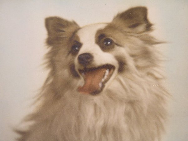 PAIR VINTAGE PET PORTRAITS - 3