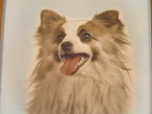 PAIR VINTAGE PET PORTRAITS - 4
