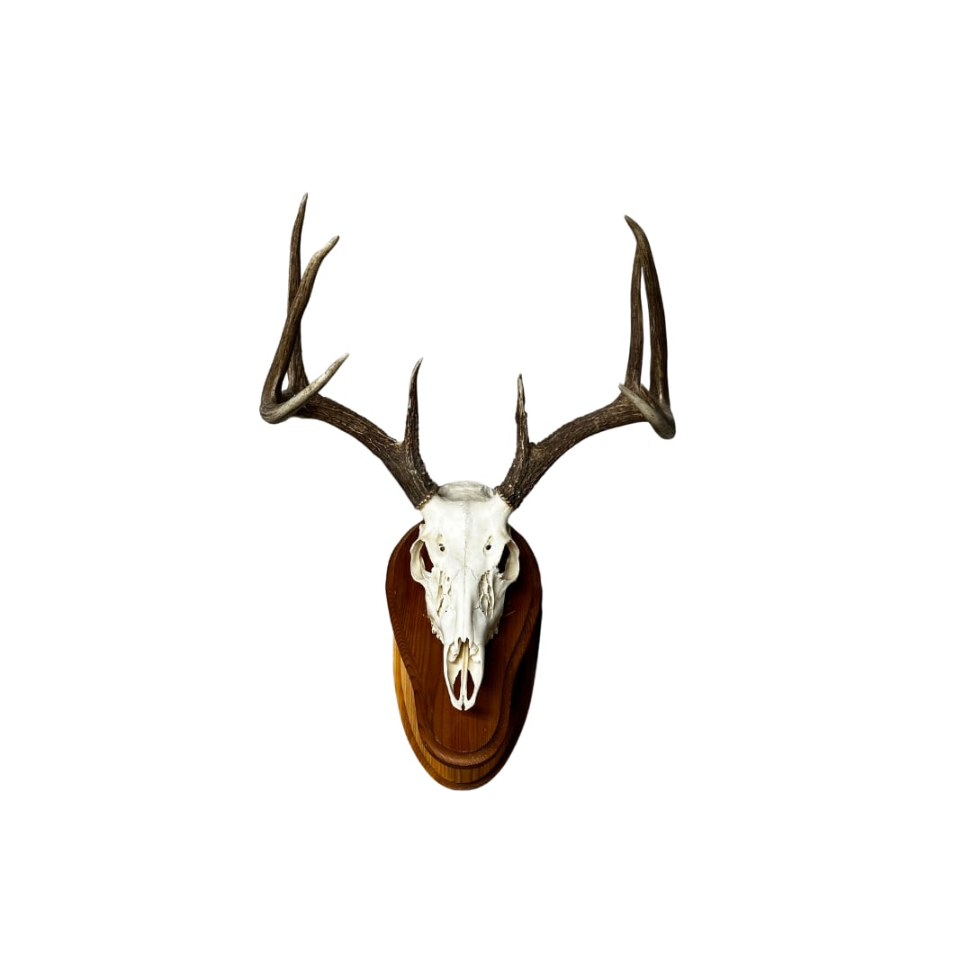 European Mount 9-Point White Tail Buck (1 of 1)