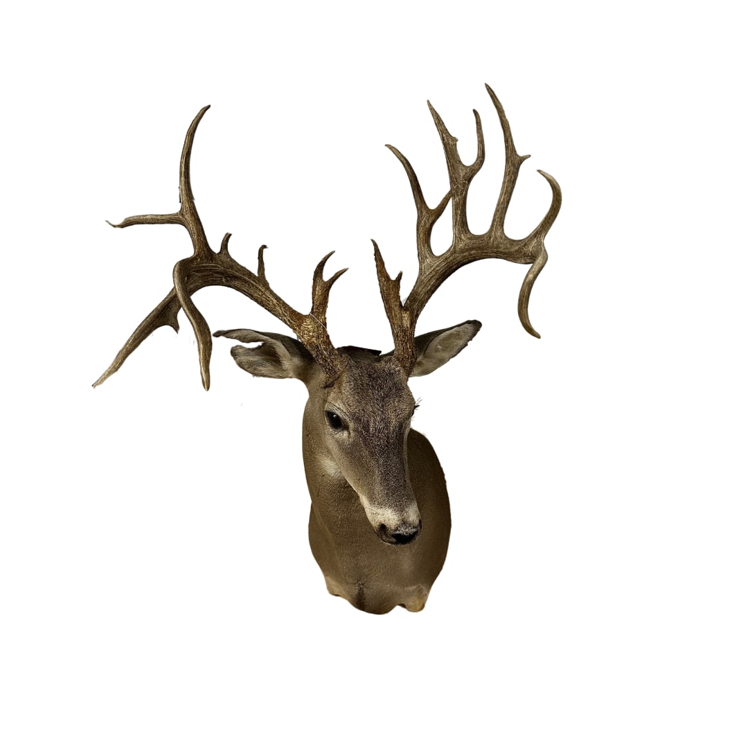 Nontypical 21-Point White Tail Deer (1 of 1)
