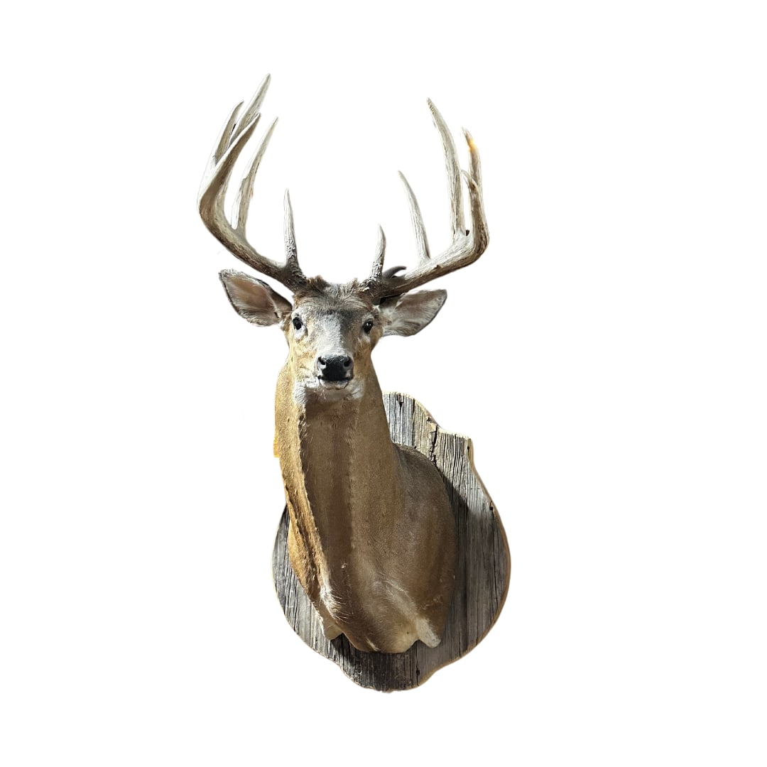 Boone and Crockett Club Whitetail Mount on Plaque (1 of 1)