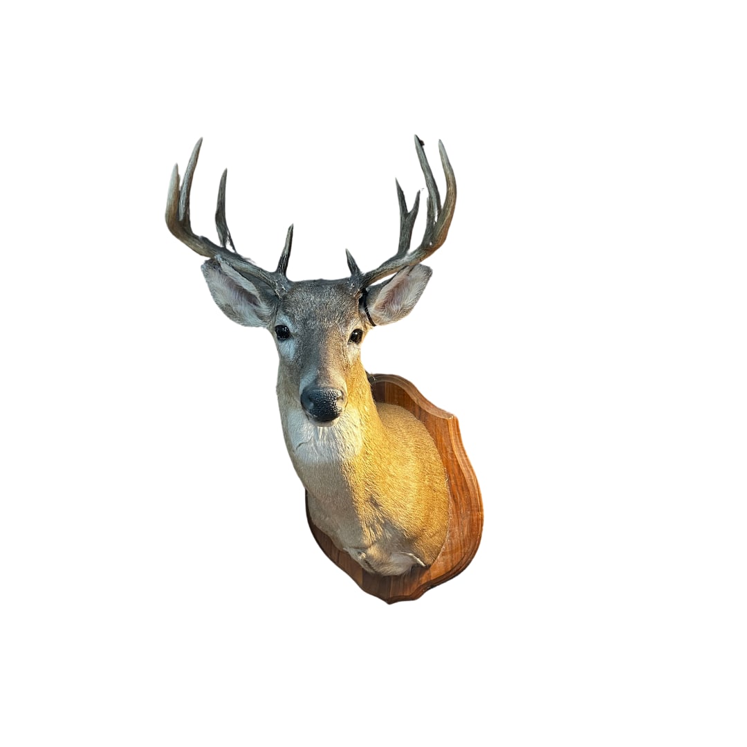 Whitetail Mount on Plaque (1 of 1)