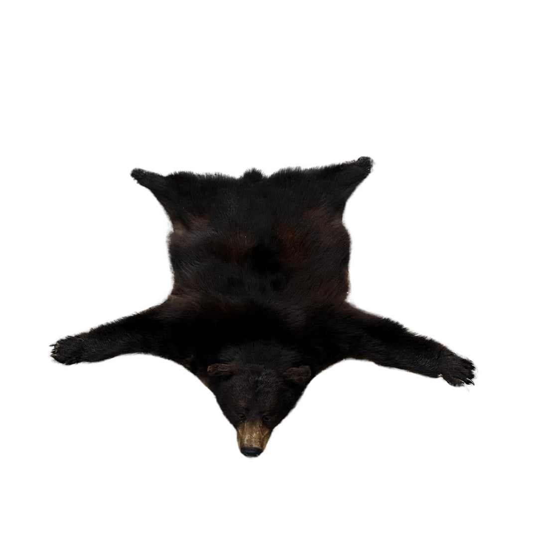 Bear Skin Rug (1 of 1)