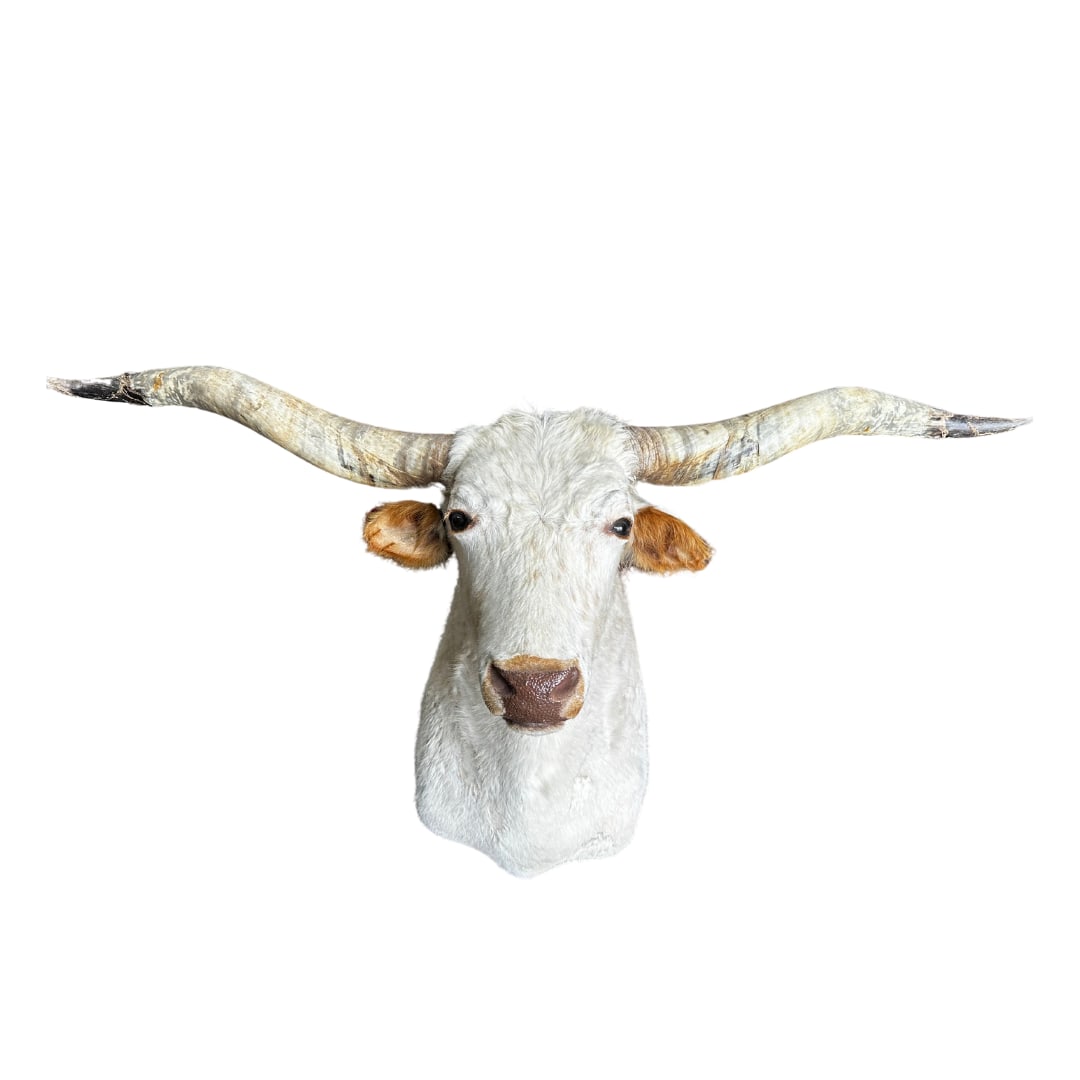 Longhorn Steer Shoulder Mount (1 of 1)