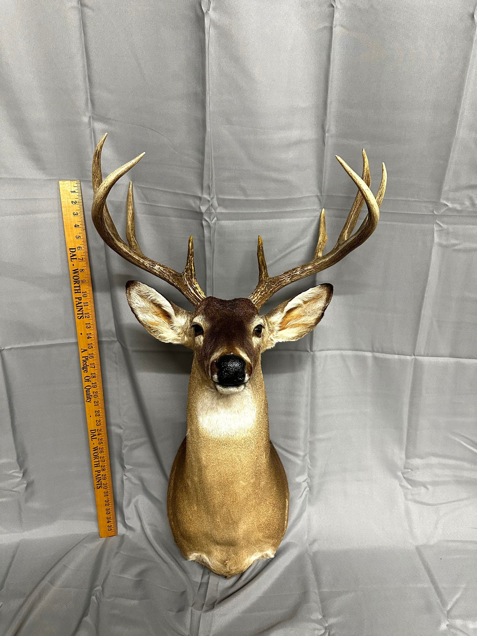 Whitetail Deer Buck 10 point (1 of 4)