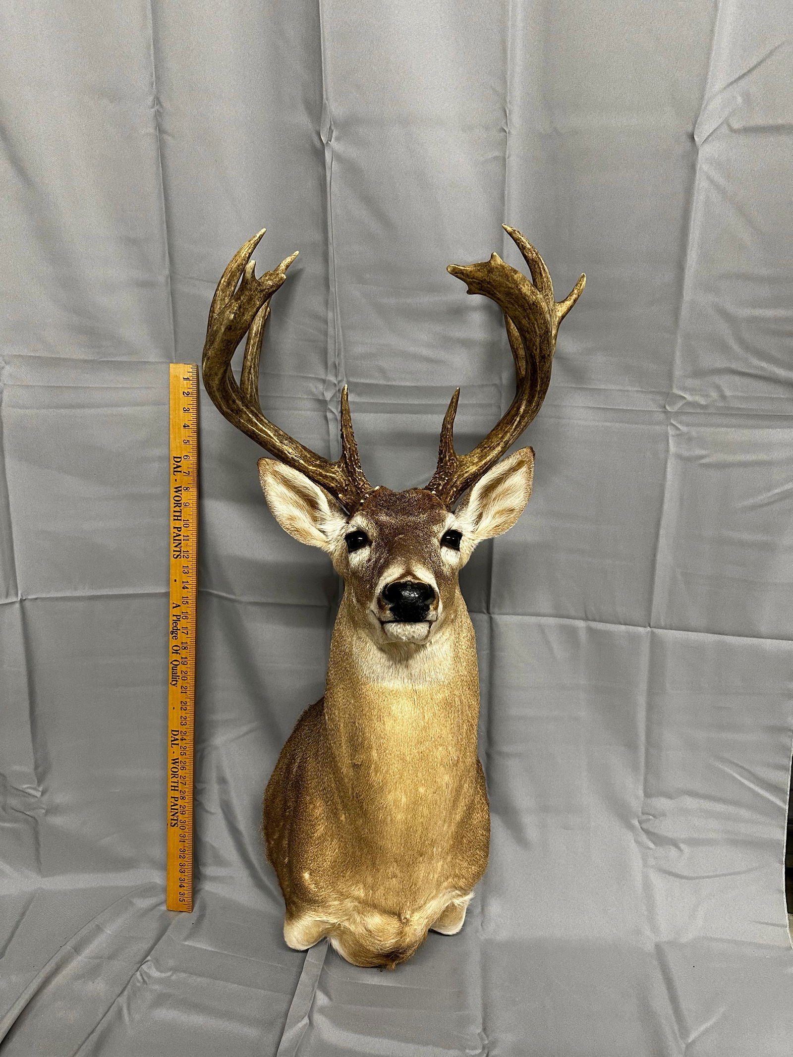 Non typical whitetail shoulder mount 19 point (1 of 5)