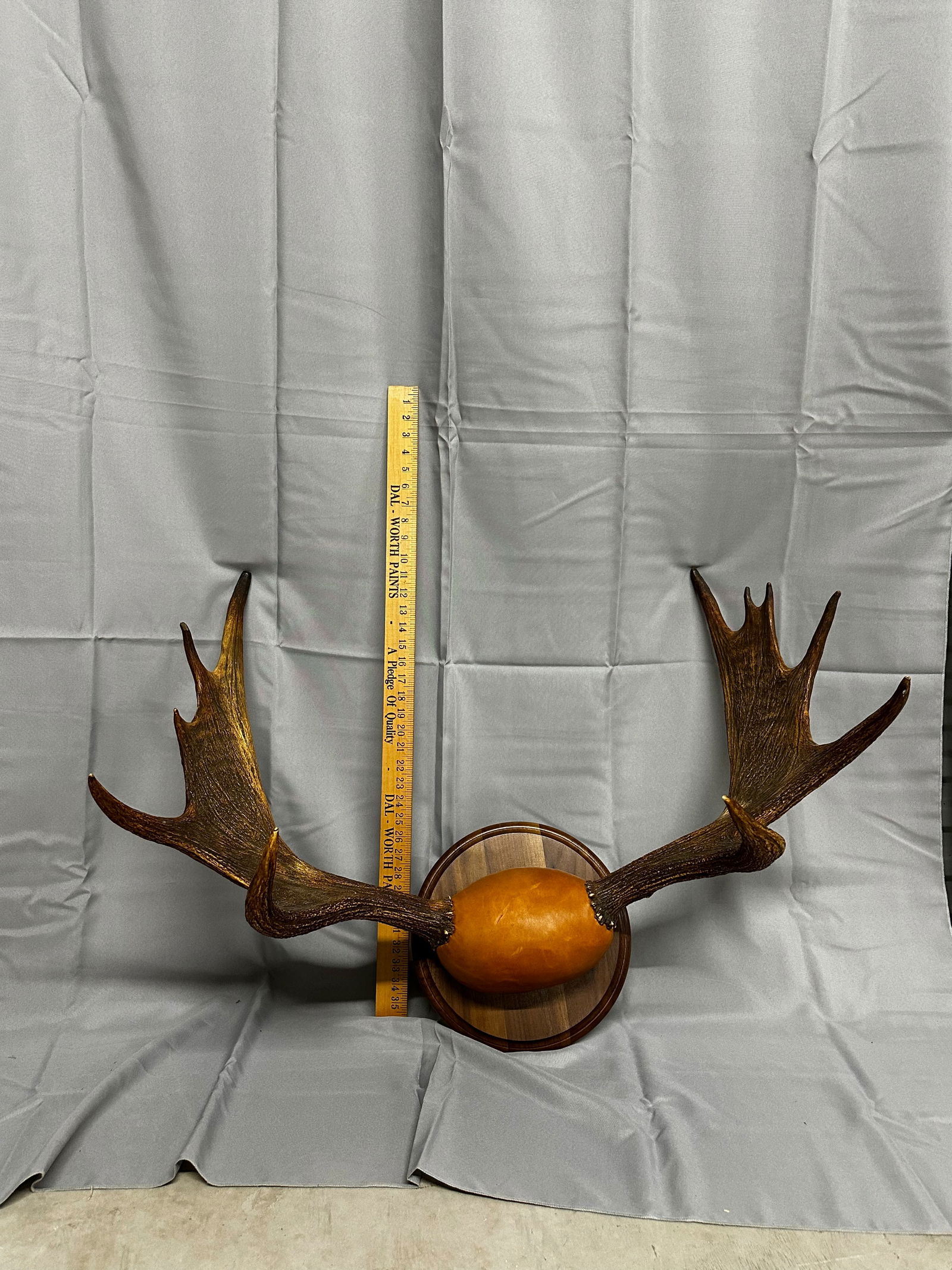 Moose Antlers on Wood Panel (1 of 4)