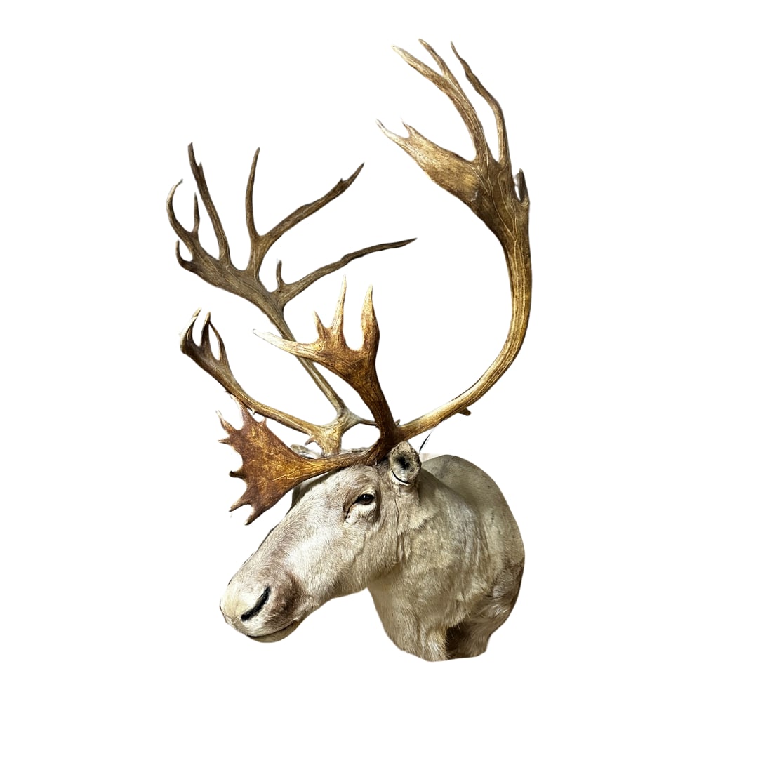 Carabao Shoulder Mount (1 of 3)