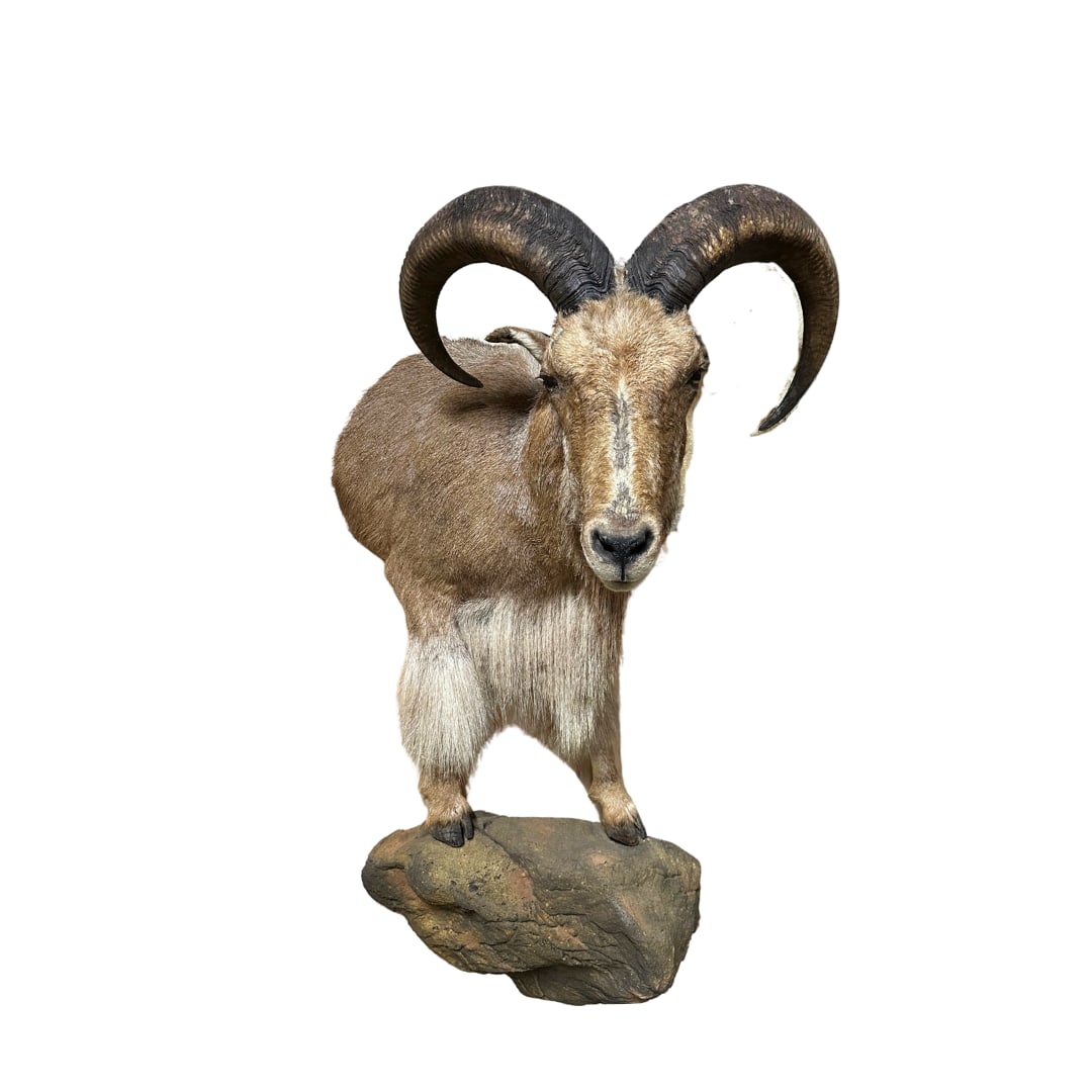 Half Body Aoudad Mount (1 of 1)