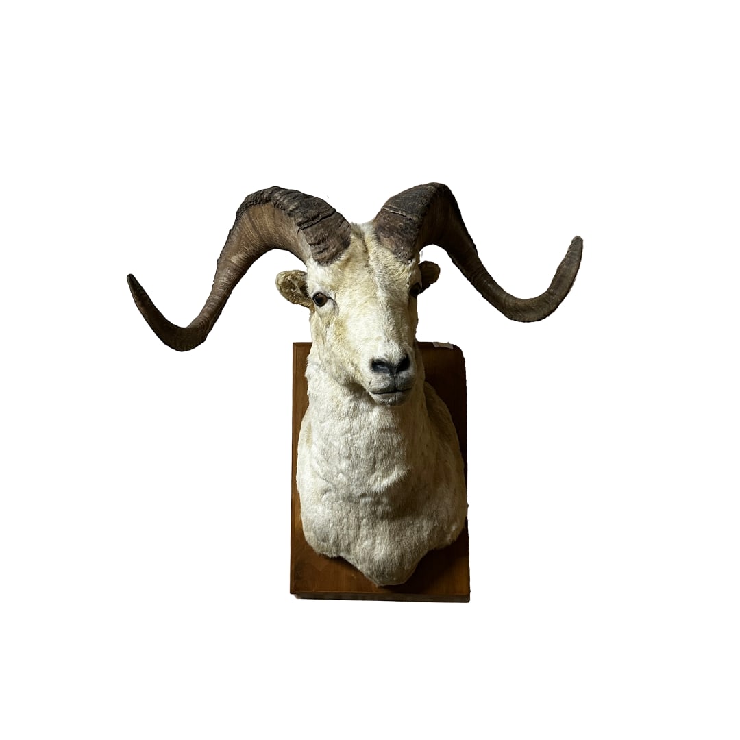 Dall Sheep Mount (1 of 1)