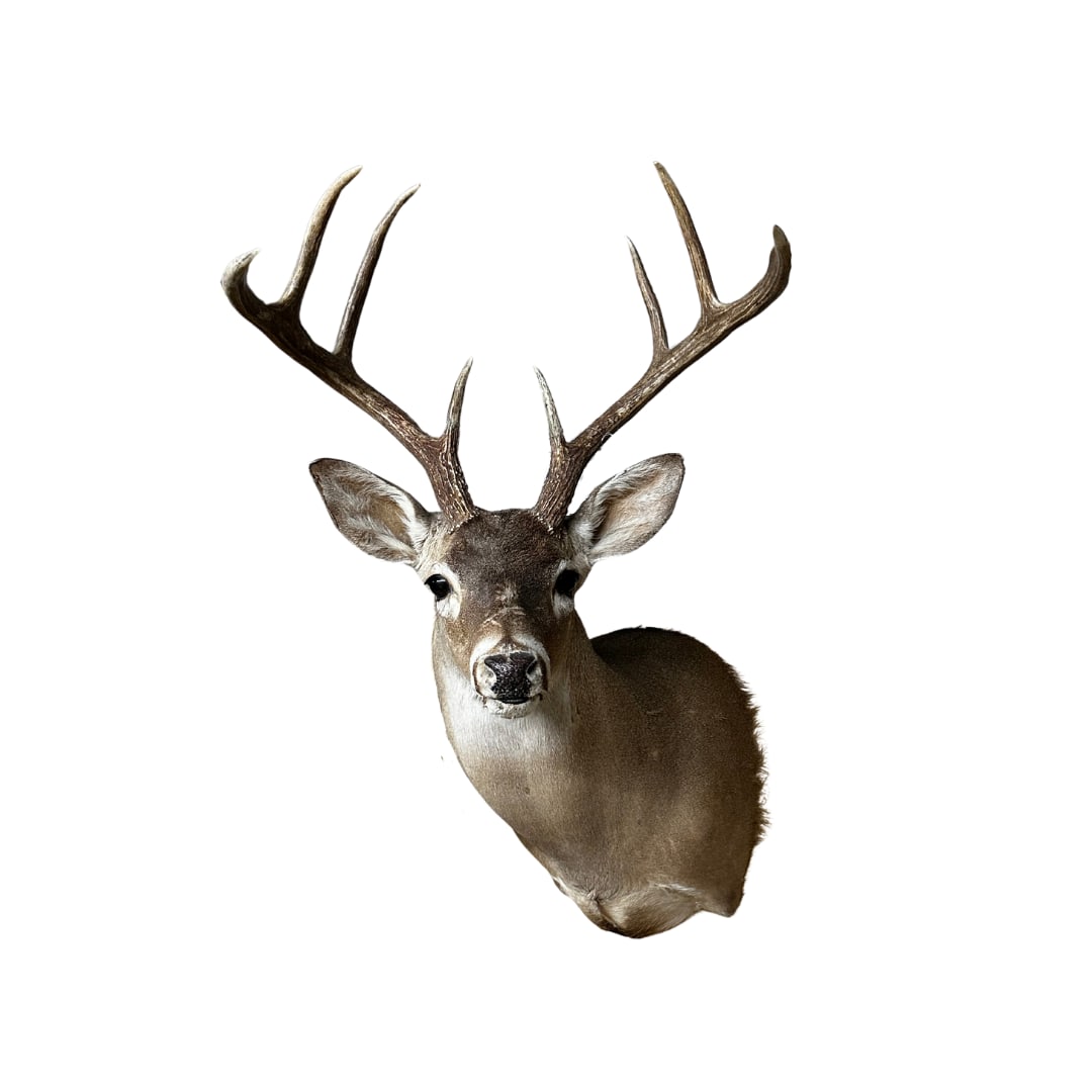 8-Point White Tail Deer Mount (1 of 1)