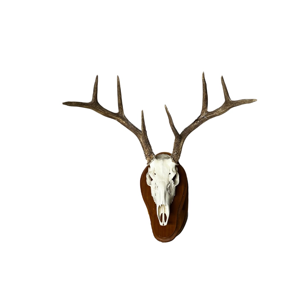 European Mount 8-Point White Tail Buck (1 of 1)