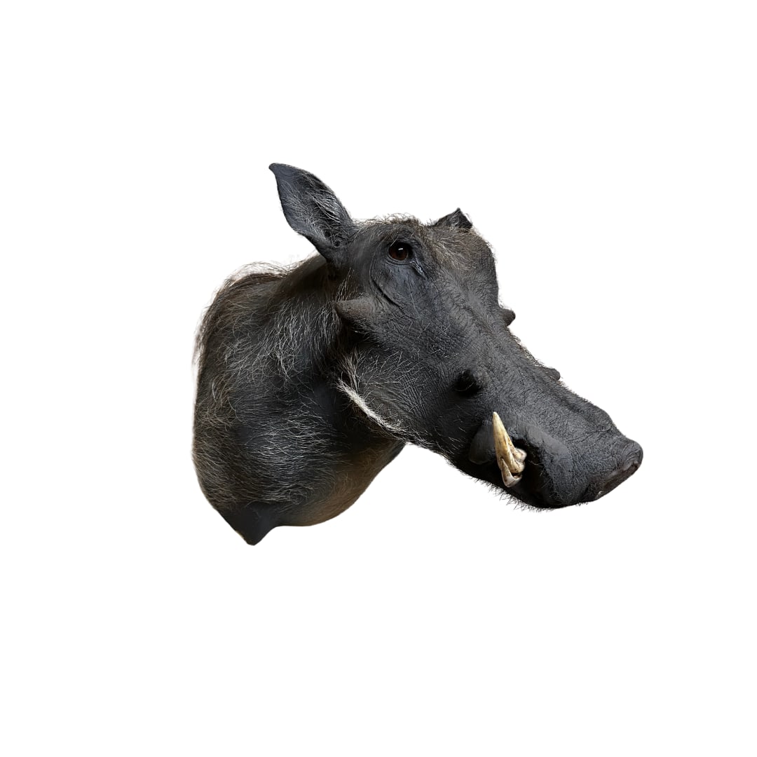 Warthog Mount (1 of 1)