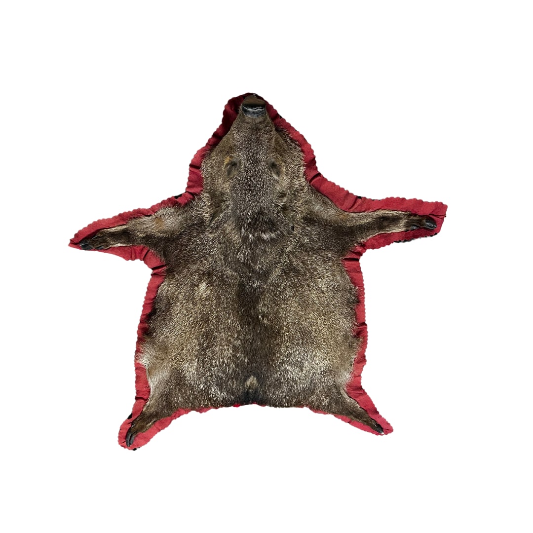 Javelina Hide: Javelina Hide 39" x 42" Please take a moment to review our detailed Shipping Policy and Terms and Conditions before placing any bids. Understanding these policies ensures a smooth and informed bidding