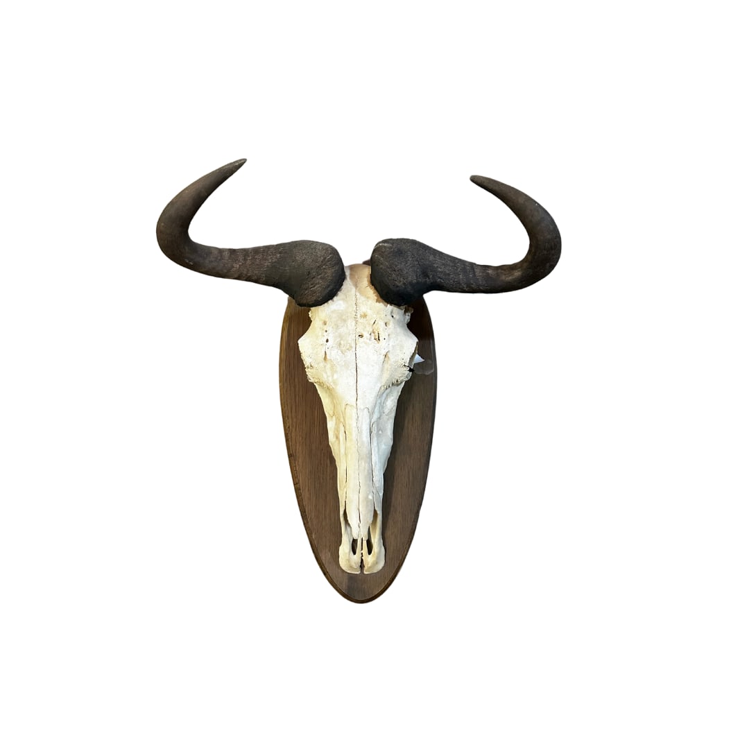 Blue Wildebeest Skull Mount  (1 of 1)