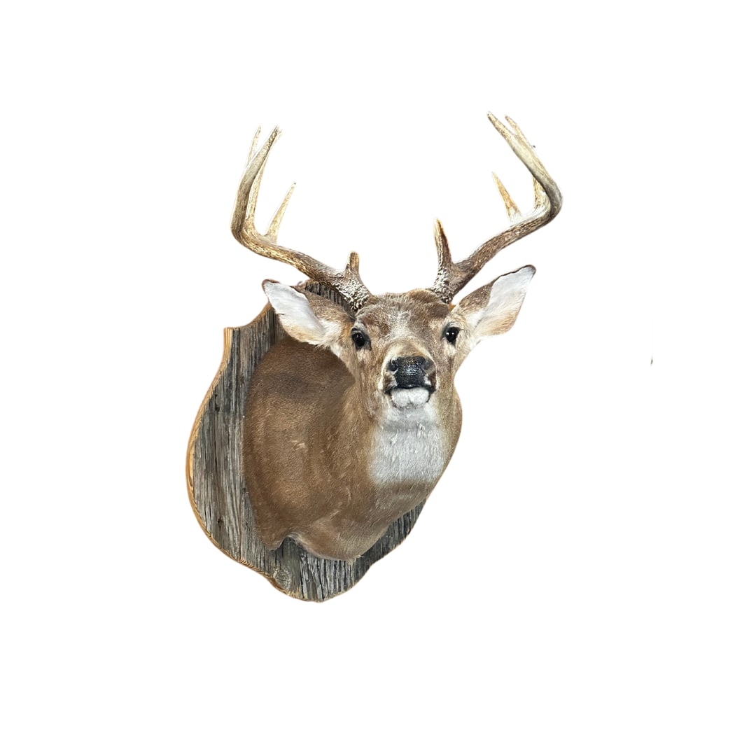 Whitetail Mount on Plaque (1 of 1)