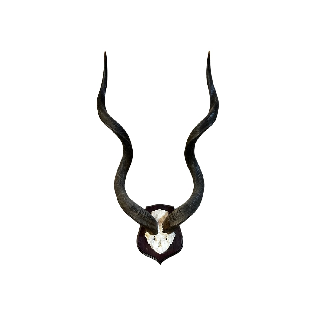 Kudu Horns on Plaque (1 of 1)