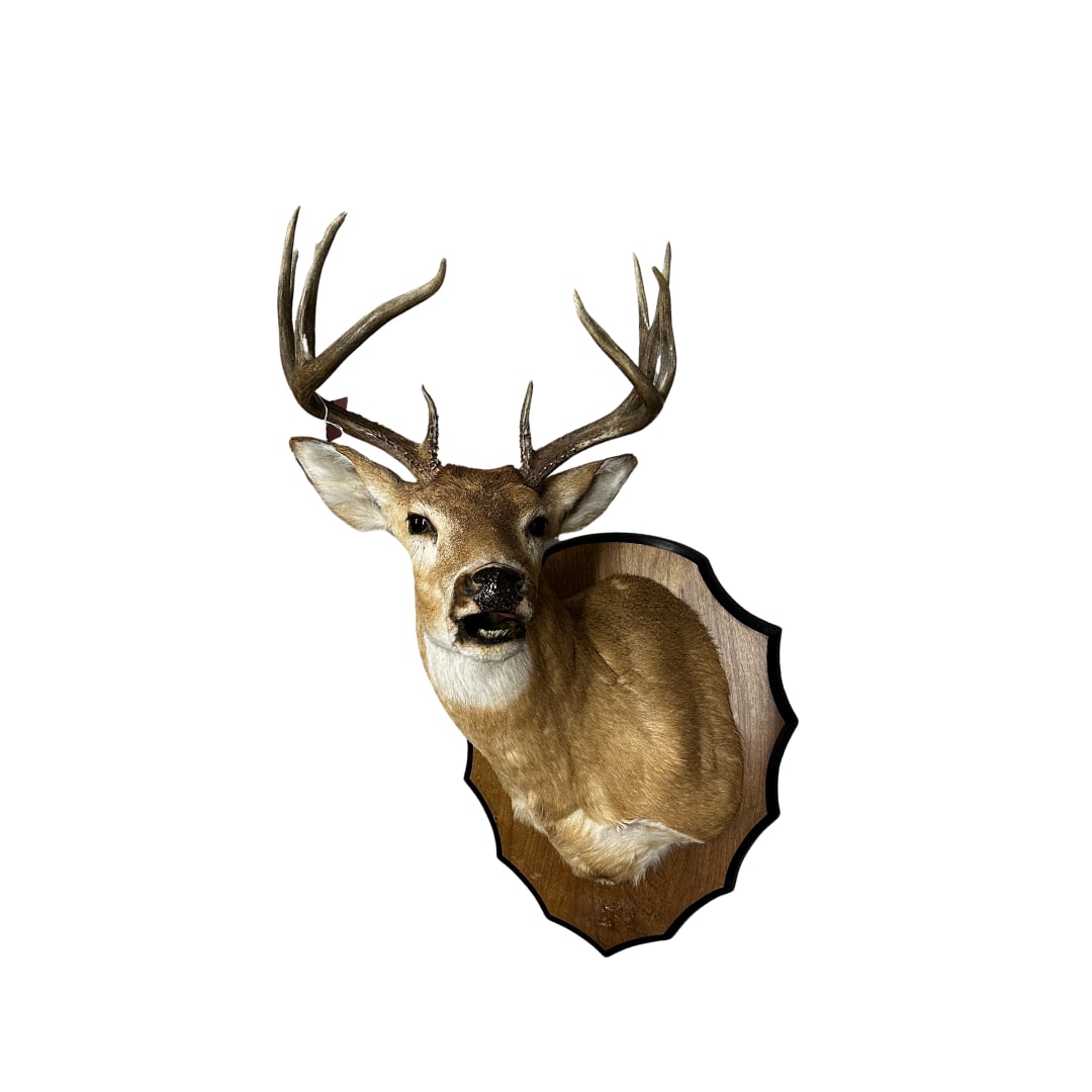 10 Point Whitetail Mount on Plaque (1 of 1)