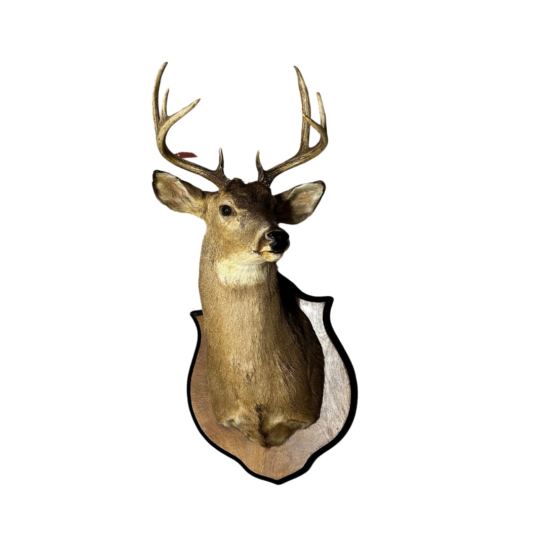 8 Point Whitetail Mount on Plaque (1 of 1)