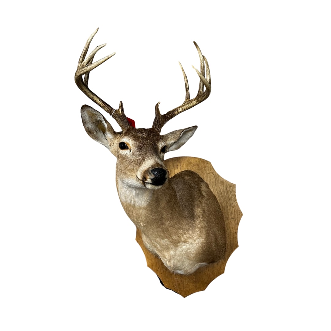 10 Point Whitetail Mount on Plaque (1 of 1)