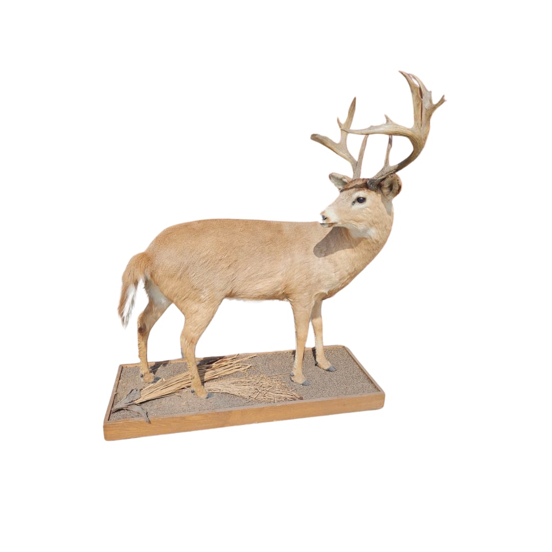 Full Body Deer Mount (1 of 2)