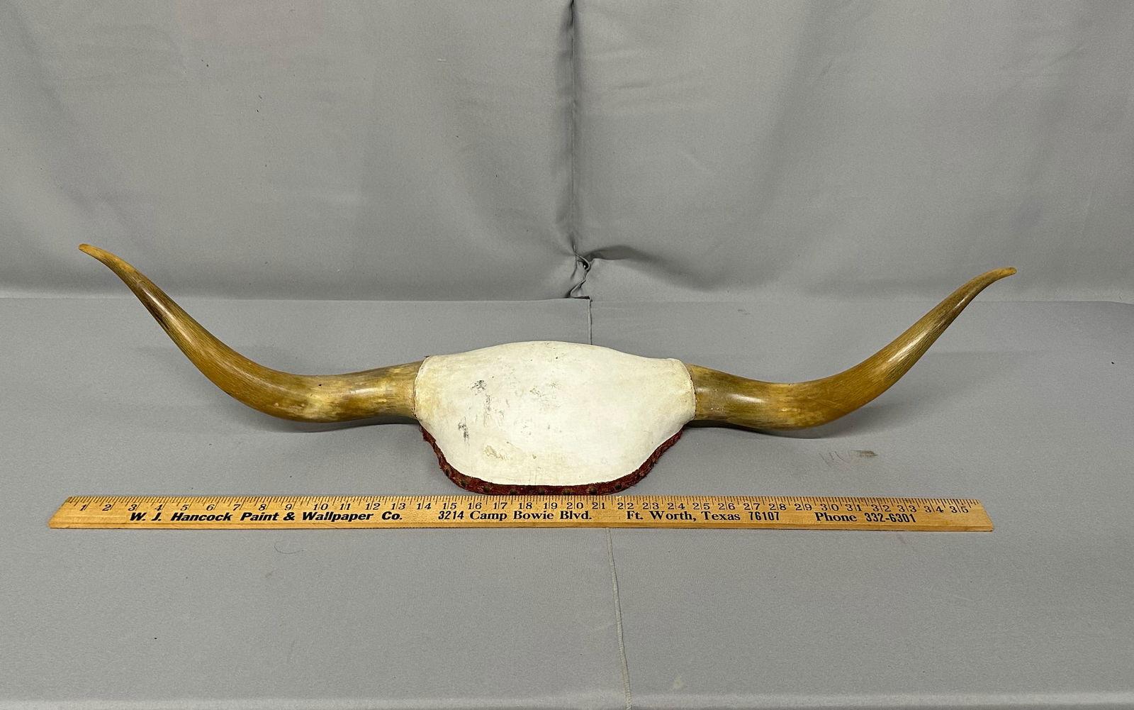 Vintage Steer Horns Taxidermy (1 of 6)